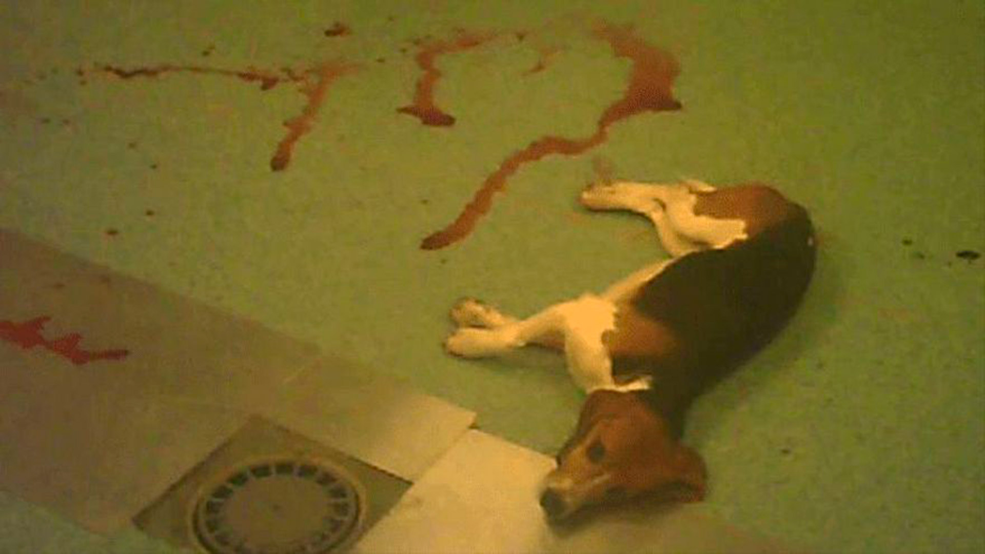 Un cachorro beagle en Vivotecnia: en abril del año pasado se difundieron imágenes estremecedoras de prácticas crueles en el laboratorio madrileño (Cruelty Free Internacional)