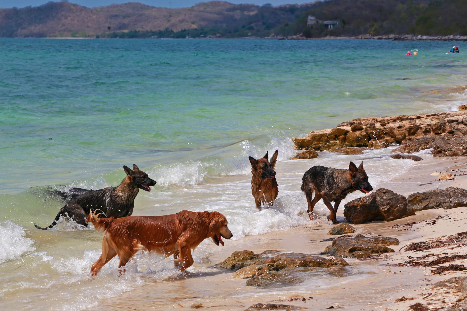 Perros jugando en la playa. (MAIRA TULIA PÉREZ BOCANEGRA /CUARTOSCURO.)