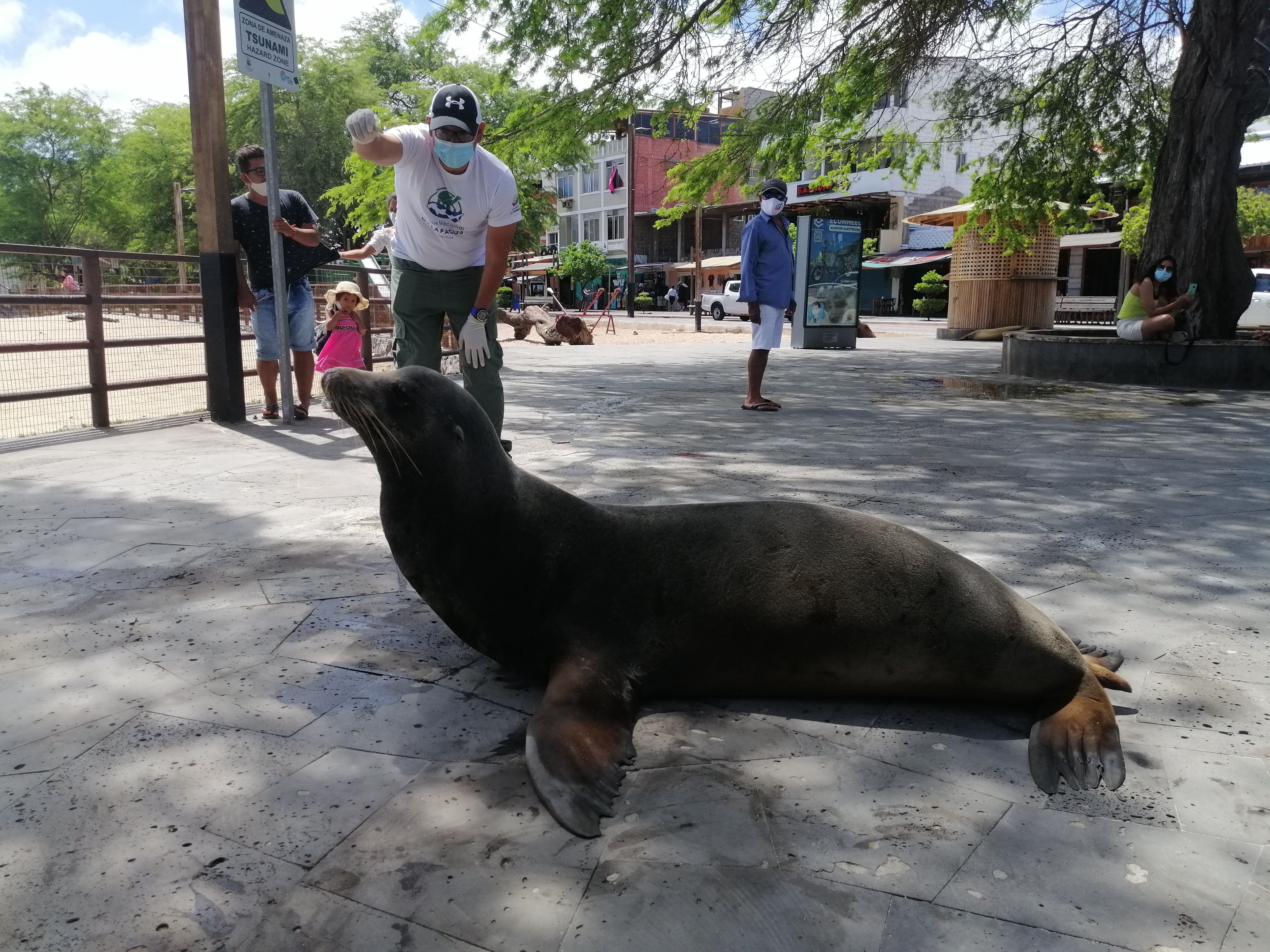 Procesan a un conductor que arrolló a un lobo marino en las Islas Galápagos  - Infobae