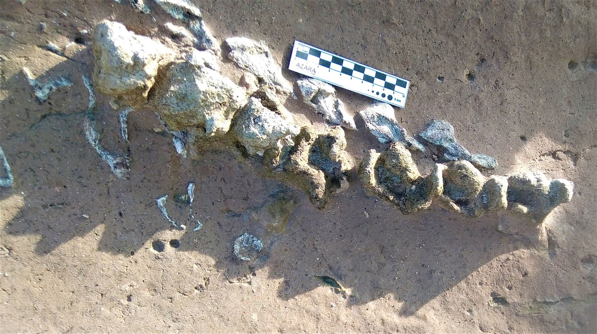 Los restos del Scelidoterio (Scelidotherium leptocephalum), en las playas de Miramar