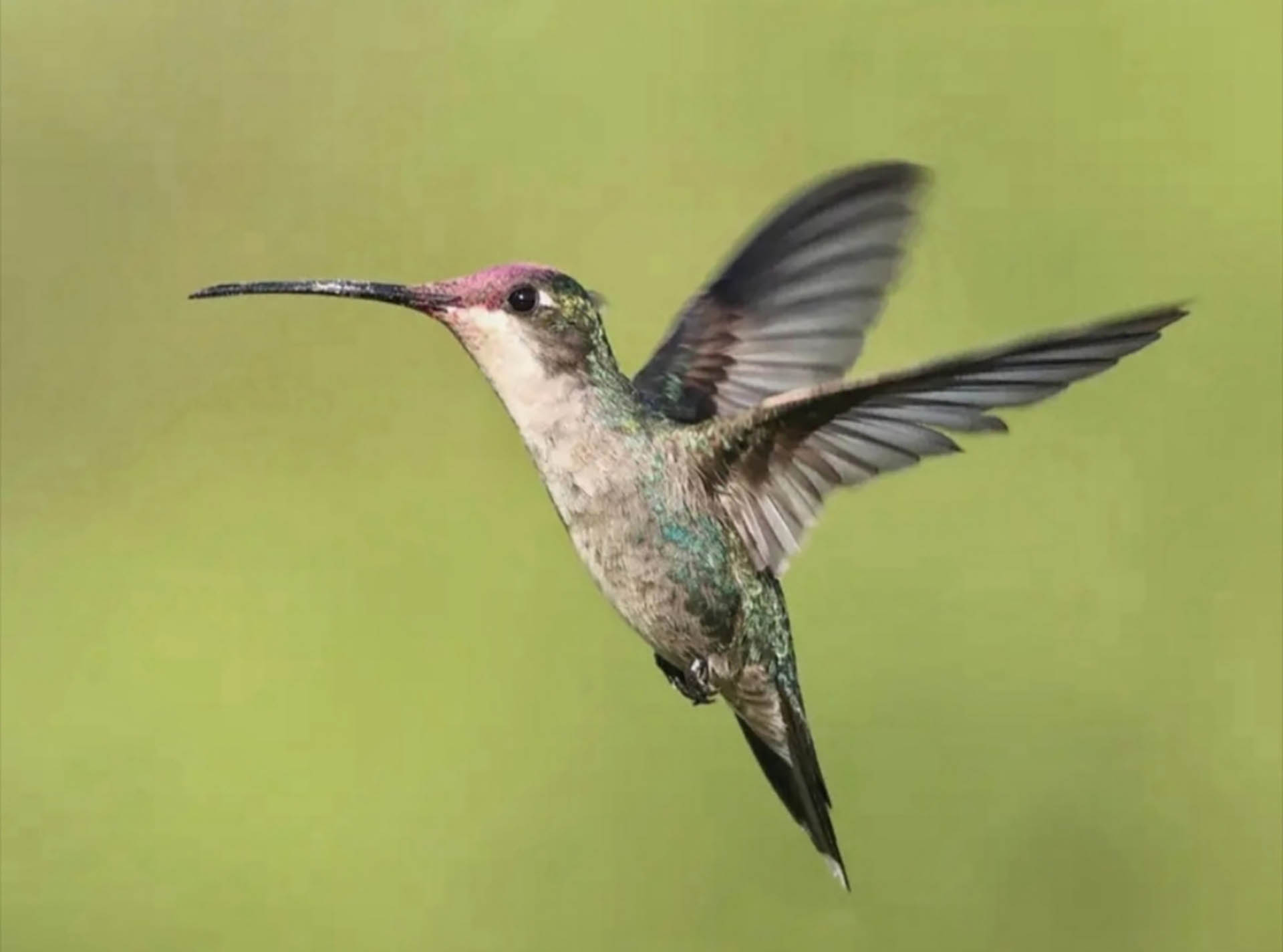 Colibrí pico largo (Ricardo Cassani)