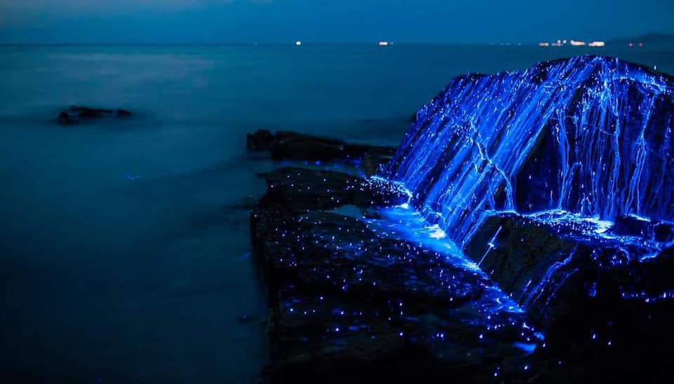 Playas con bioluminiscencia en México