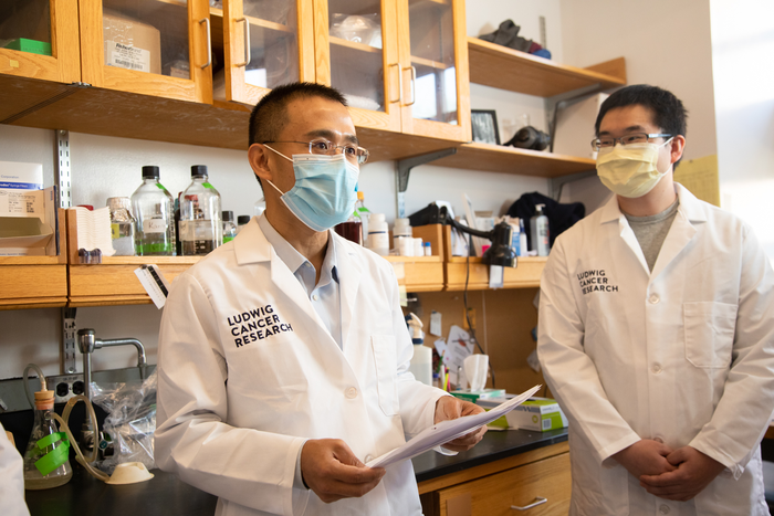 Desactivan un gen asociado al cáncer sin efectos secundarios en los pacientes | 5 | El doctor Yibin Kang con otro de sus colegas, Minhong Shen, que estudian desde 2004 el gen metadherina implicado en el desarrollo de diferentes tumores (Flynn Larsen/Ludwig Cancer Research)