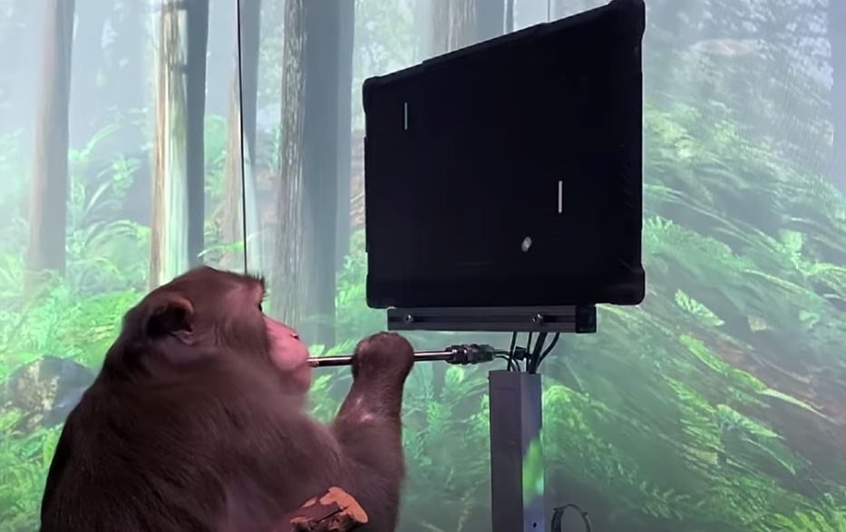 Macaco jugando al mind-pong con un interafz Neuralink implantado en su cerebro. NEURALINK/YOUTUBE
