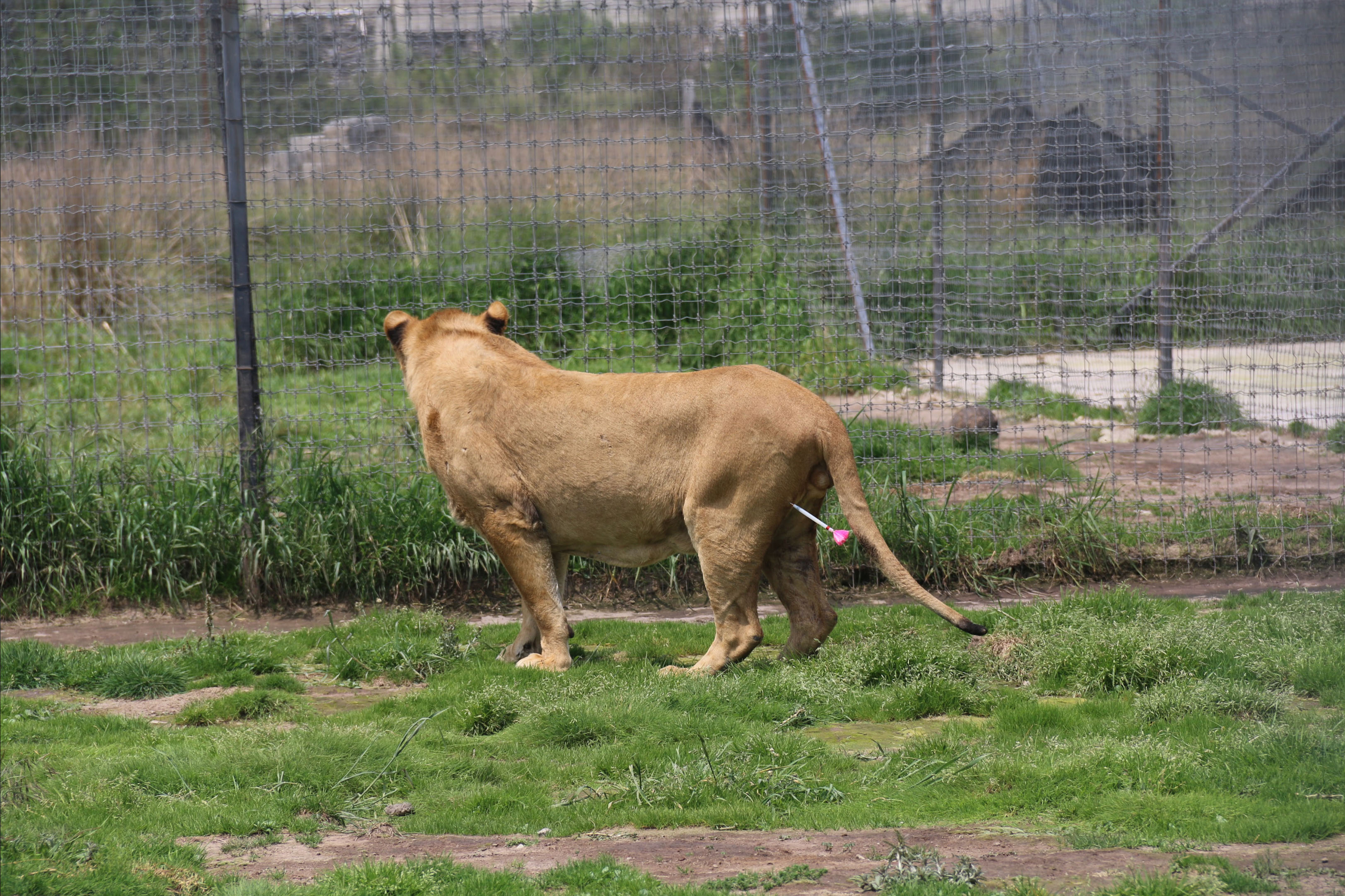 Dónde quedaron los felinos rescatados del santuario Black Jaguar White  Tiger en la CDMX - Infobae