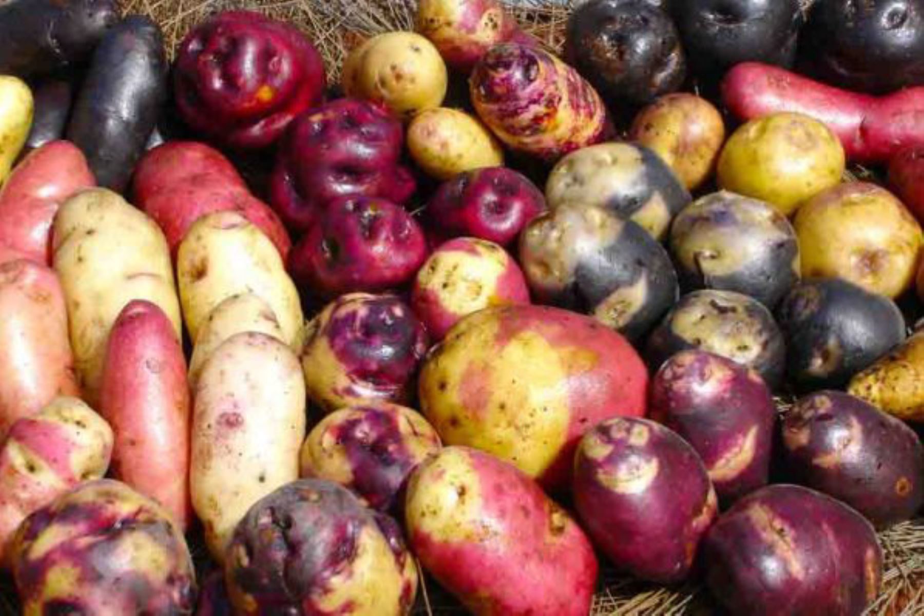 La papa: Los conocimientos ancestrales de los incas sobre el milenario superalimento de los Incas y sus innumerables beneficios para la salud - Infobae