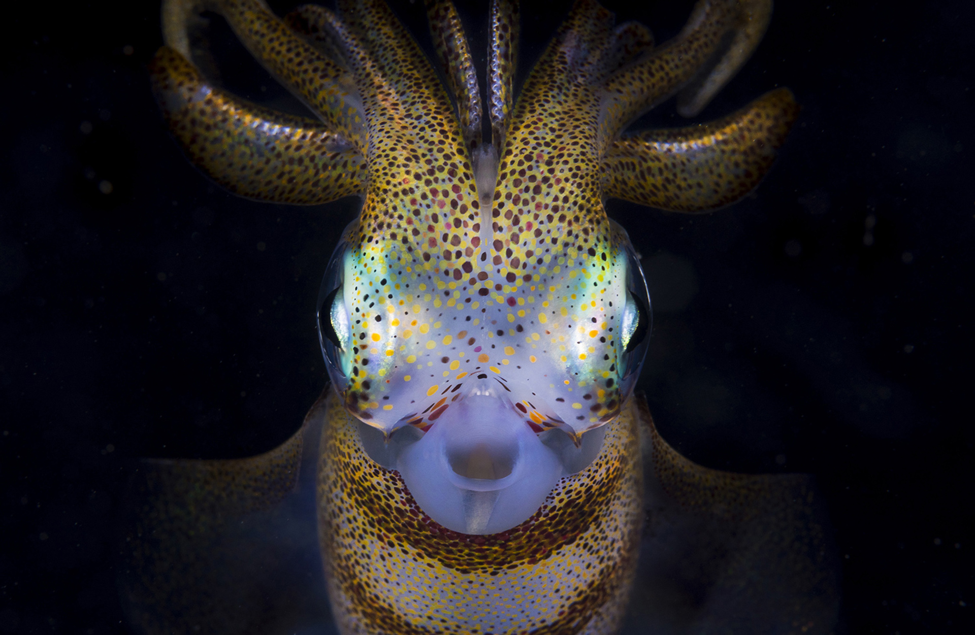 El calamar gigante es el molusco más grande del mundo, perteneciente al género Architeuthis (Matty Smith)