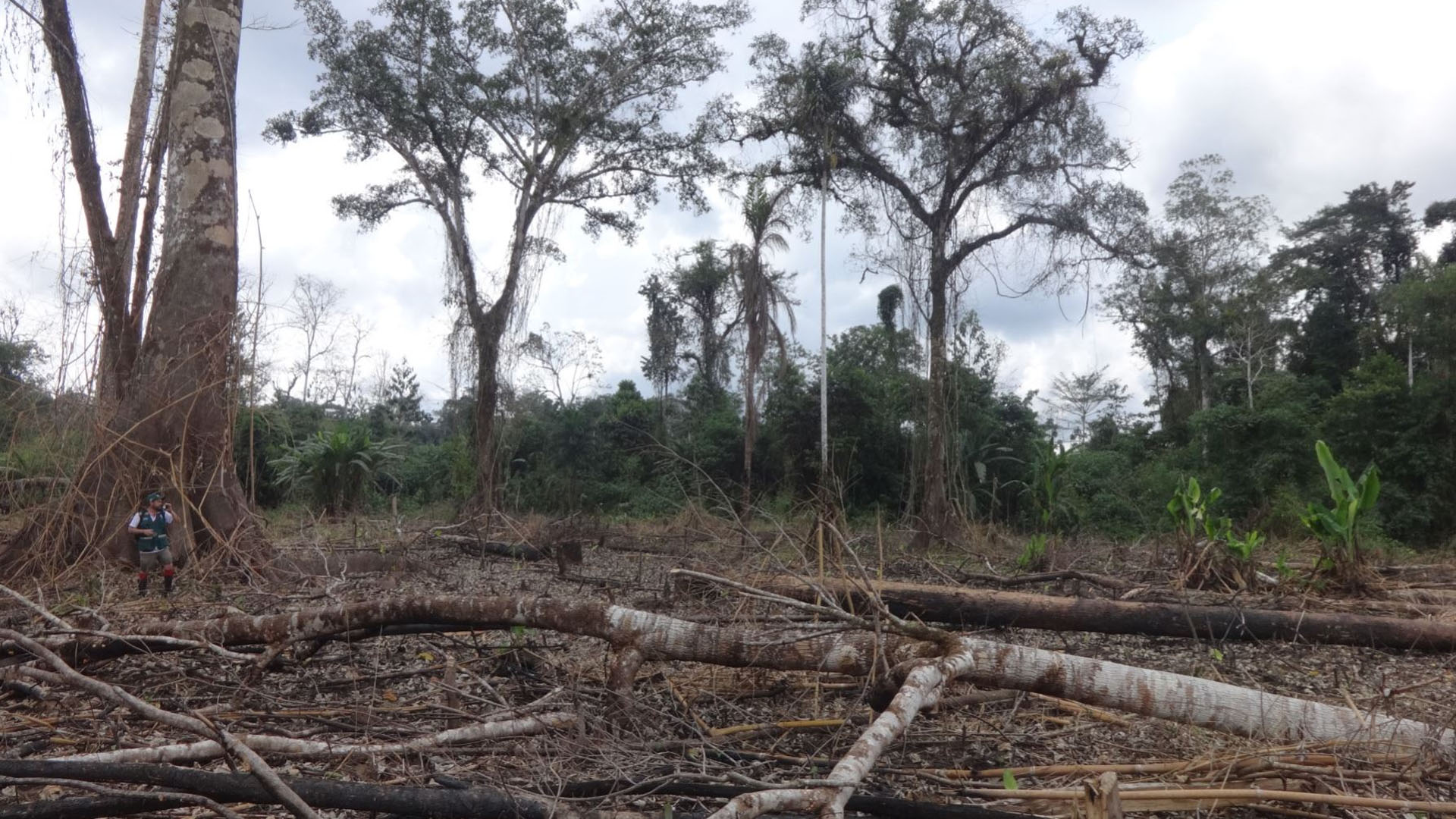 Solo en el 2021, el mundo perdió 3.75 millones de hectáreas de selvas tropicales primarias. (Andina)