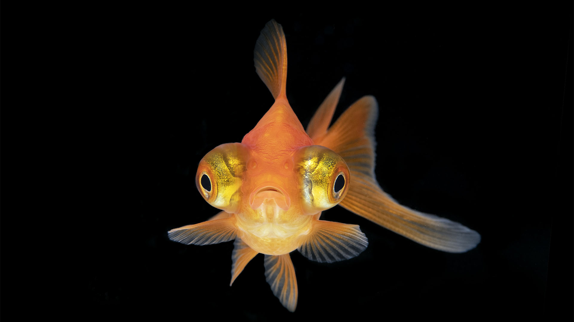 En otro estudio se estableció que los peces mostraron un tipo de "detracción" hacia ciertos tipos de sonido a los que fueron expuestos (Getty)
