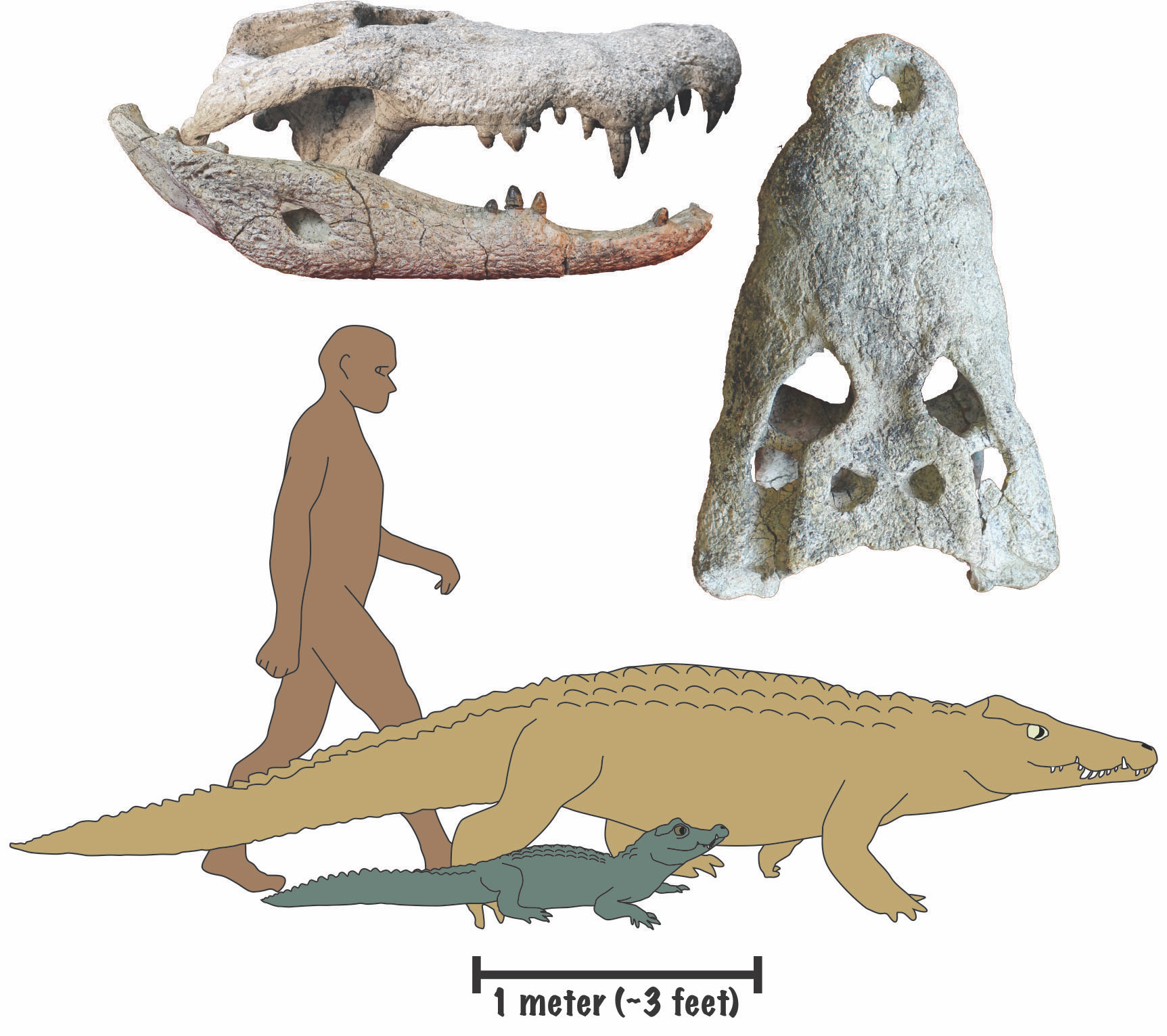De acuerdo con los responsables del estudio, publicado en la revista American Asociation for Anatomy, los extintos reptiles guardan cierto parecido con los cocodrilos enanos que en la actualidad se encuentran en las zonas de África Central y Occidental (Christopher Brochu/University of Iowa)