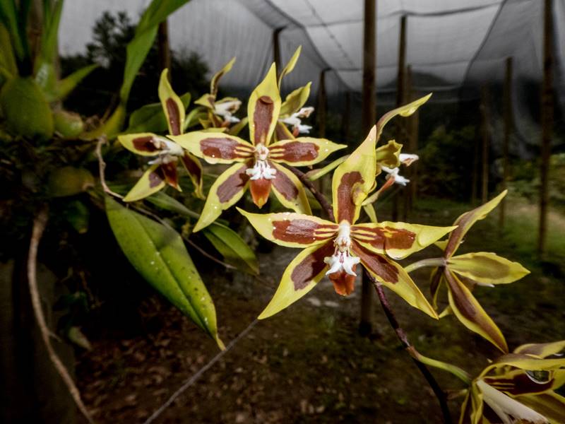 Tatiana Arias es la investigadora a cargo del programa “Conservación de las orquídeas del bosque nublado” que se presentó a los premios Whitley (Foto de Luis Eduardo Mejía)