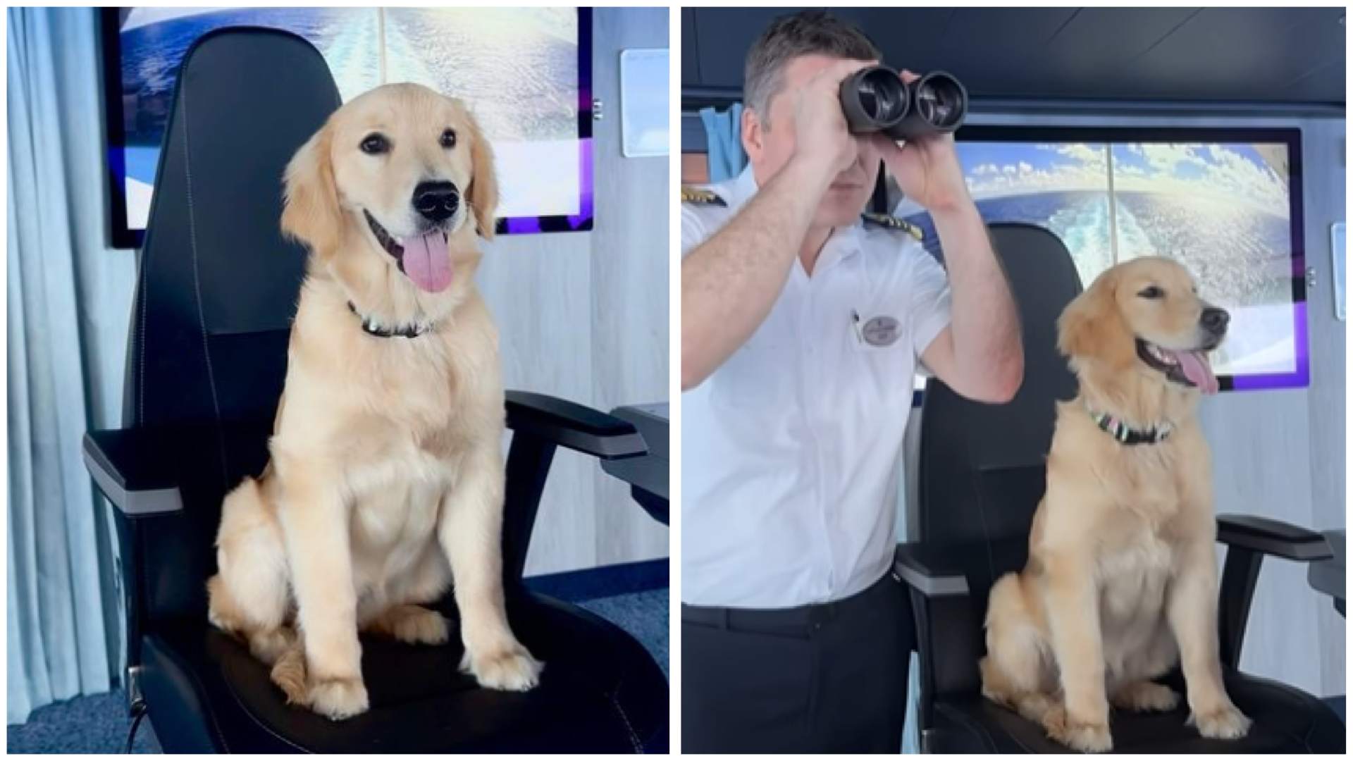 que raza de perro sale en el comercial de land rover