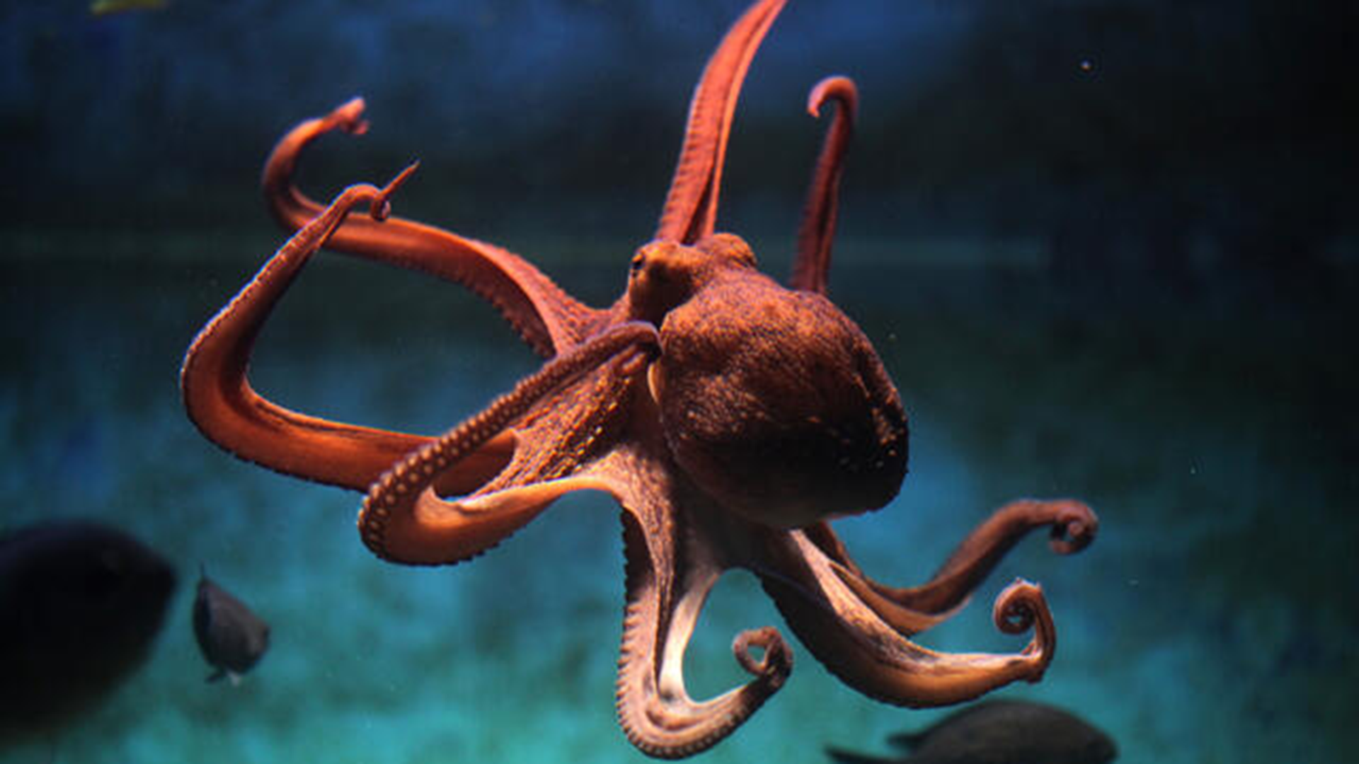After a female octopus lays her eggs, she stops eating and begins to self-mutilate, ripping off her skin and biting off the tips of her tentacles.