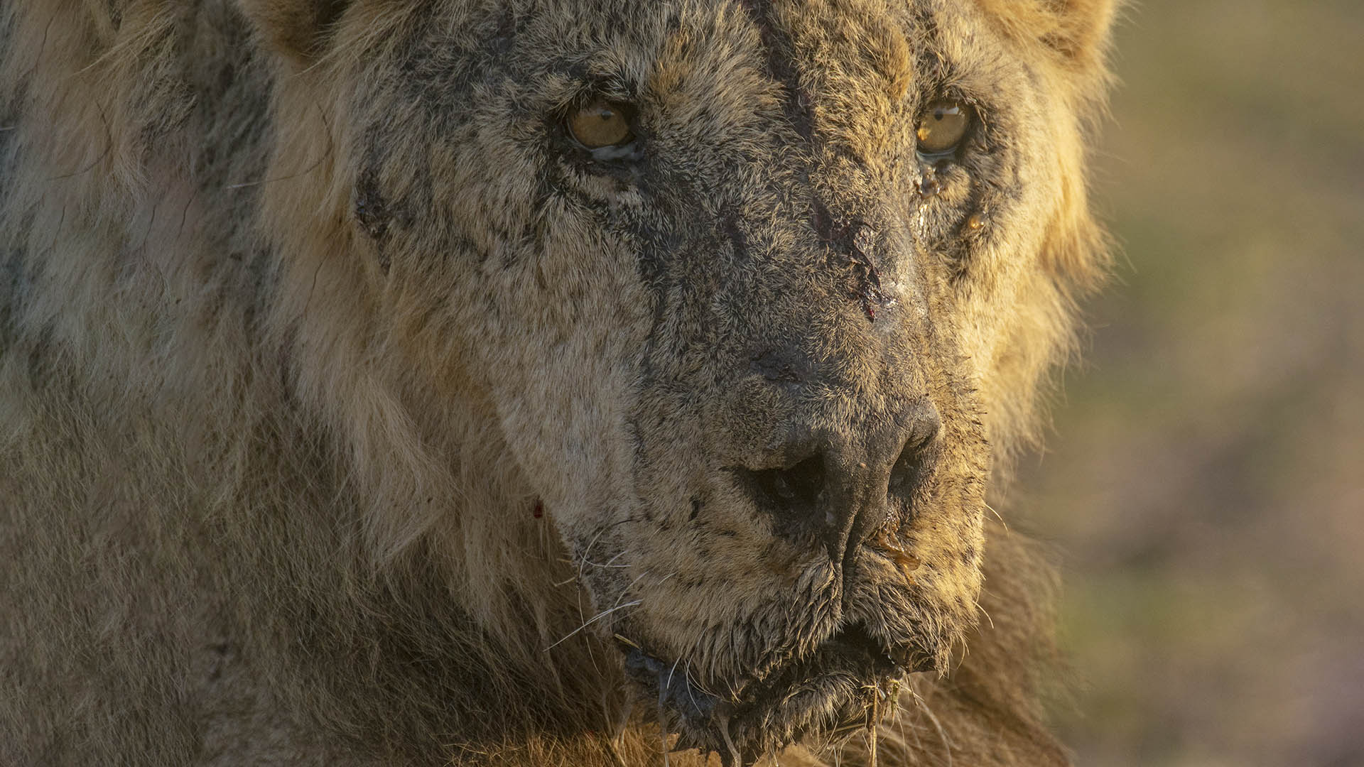 Imparable sequía en Kenia: los leones son asesinados a medida que el conflicto entre humanos y vida silvestre empeora