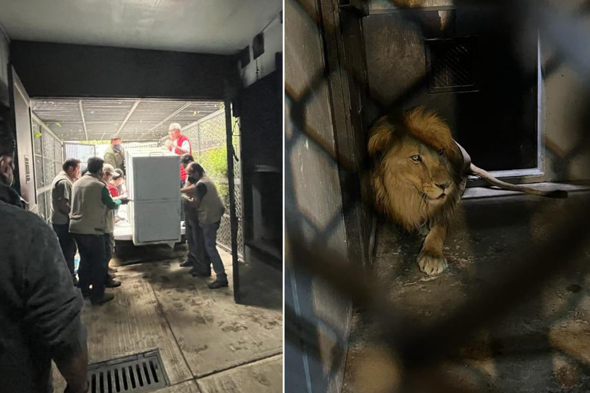 Arribaron los primeros felinos rescatados del santuario del Ajusco al zoológico de Chapultepec