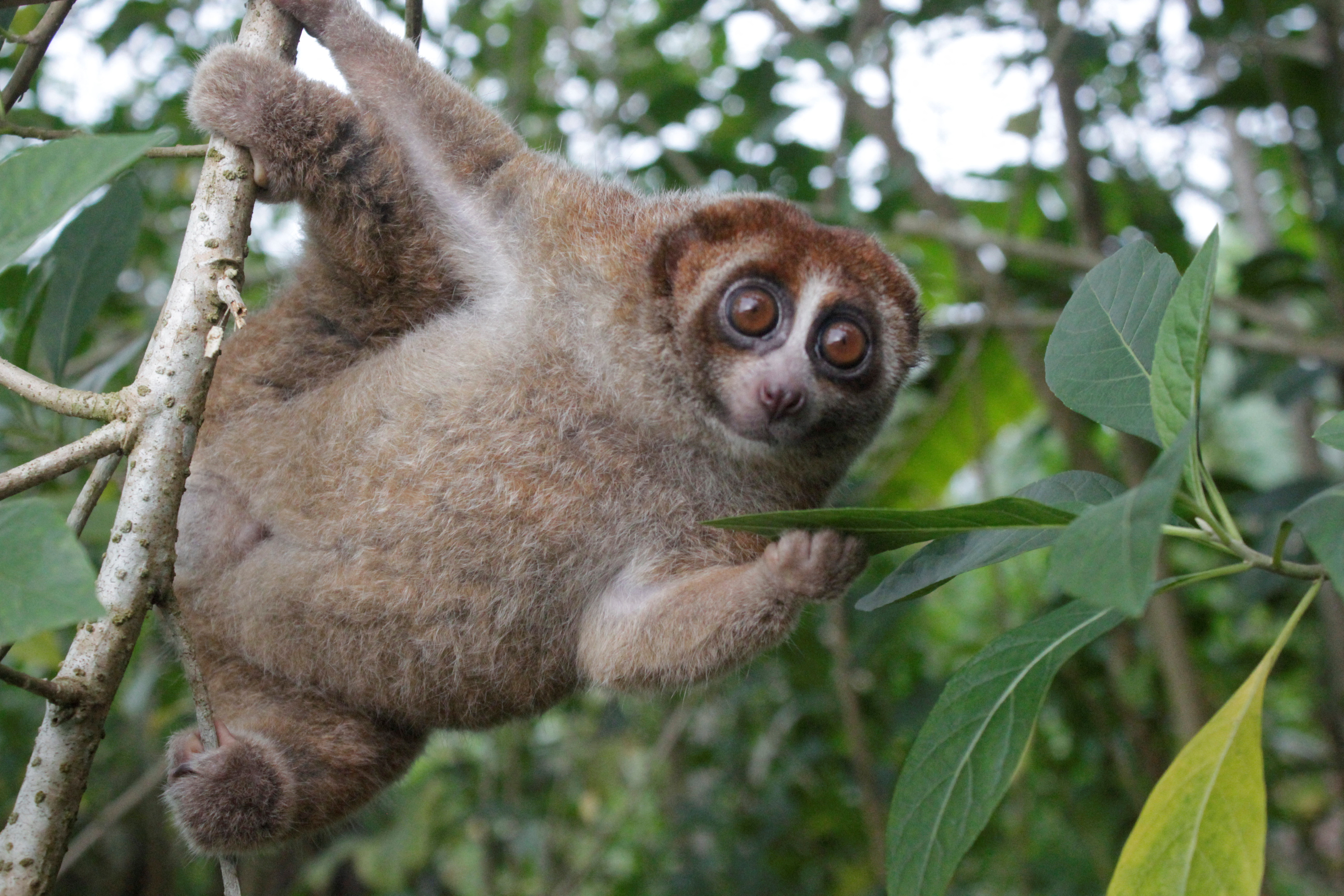 Un primate nocturno y venenoso reapareció en Indonesia después de casi 100 años sin registros científicos