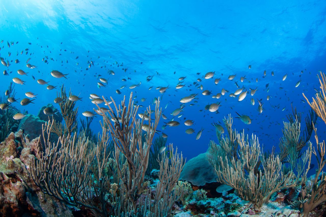 La expedición de Oceana identifica nuevas amenazas para los arrecifes de Bajos del Norte en Yucatán.