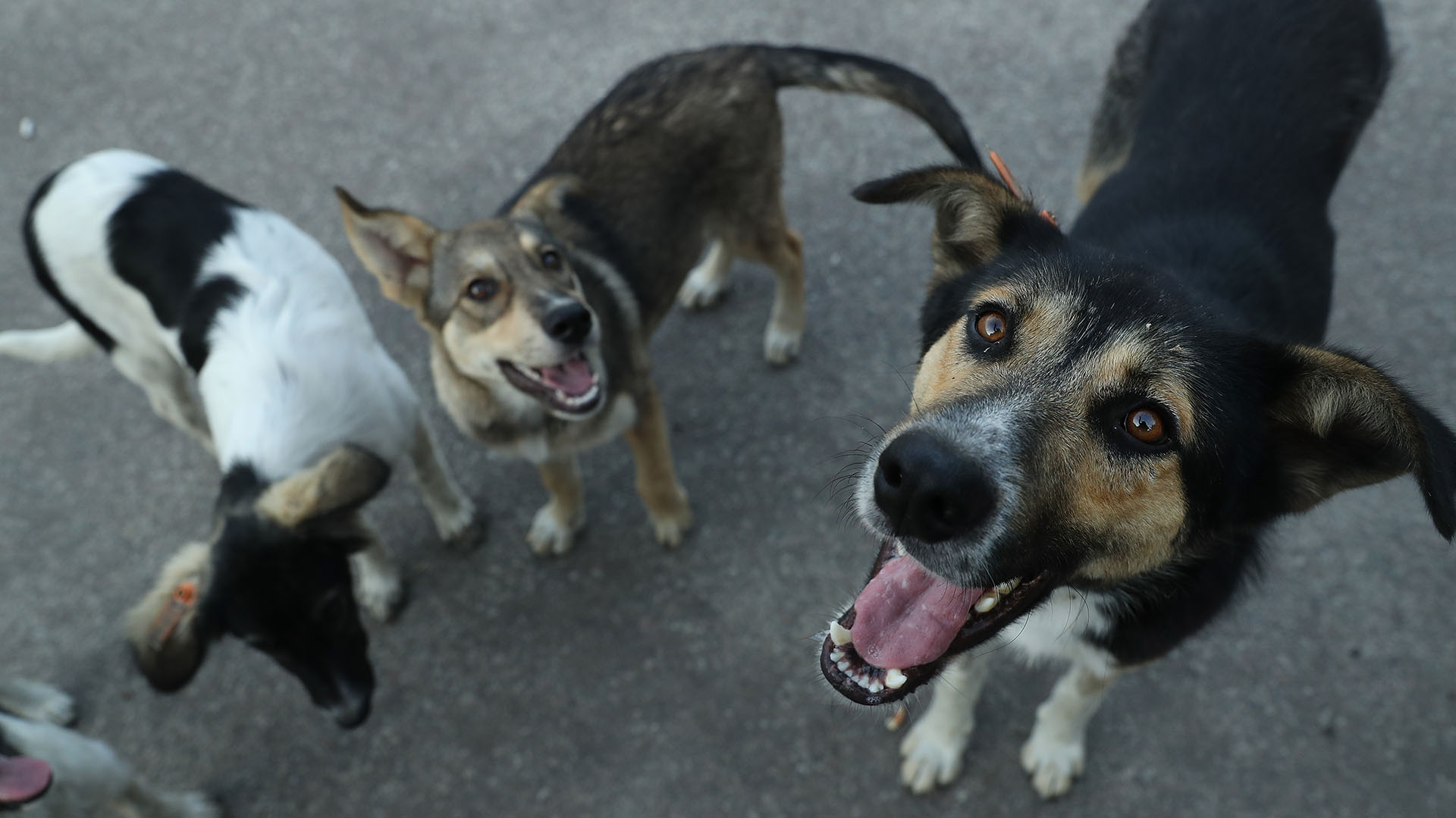 Una forma de prevenir el contagio es vacunar a las mascotas (Sean Gallup/Getty Images)