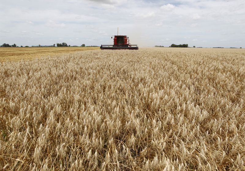 Una cosechadora recolecta trigo en un campo en el distrito de General Belgrano, 160 km al oeste de Buenos Aires, Argentina. December 18, 2012. REUTERS/Enrique Marcarian