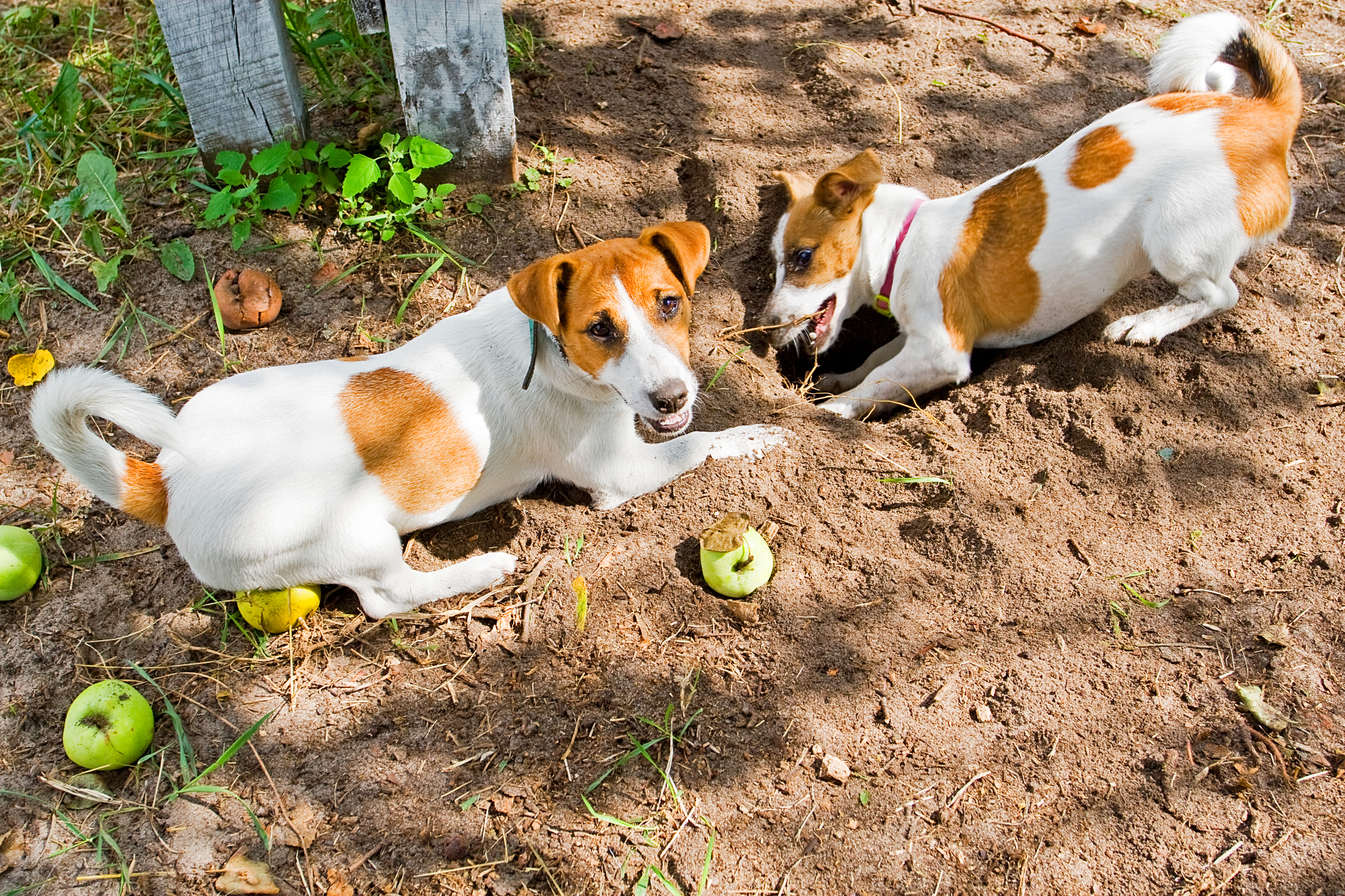 Bigote Hermanos estera Por qué los perros entierran cosas o cavan en el jardín - Infobae