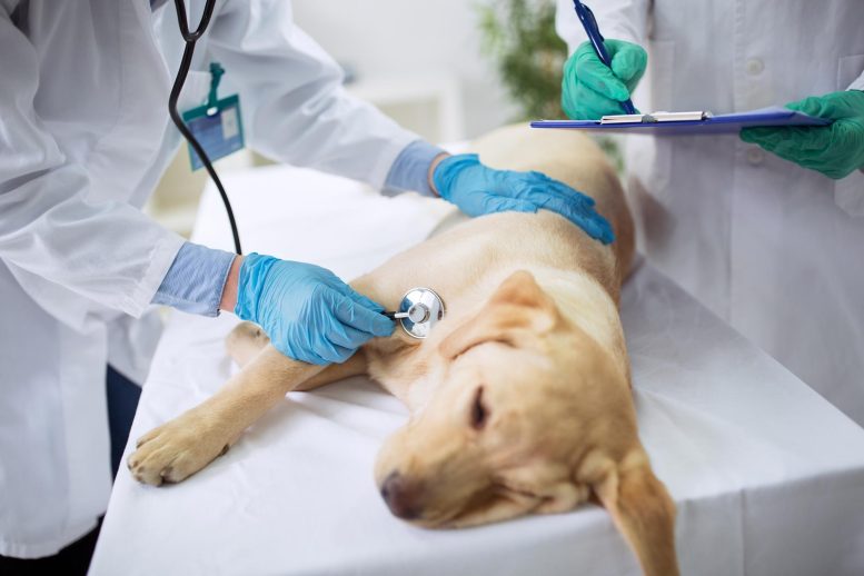 “Este estudio identifica algunos de los mecanismos moleculares que subyacen a un cambio de huésped del coronavirus canino a un nuevo huésped humano", afirmó el documento