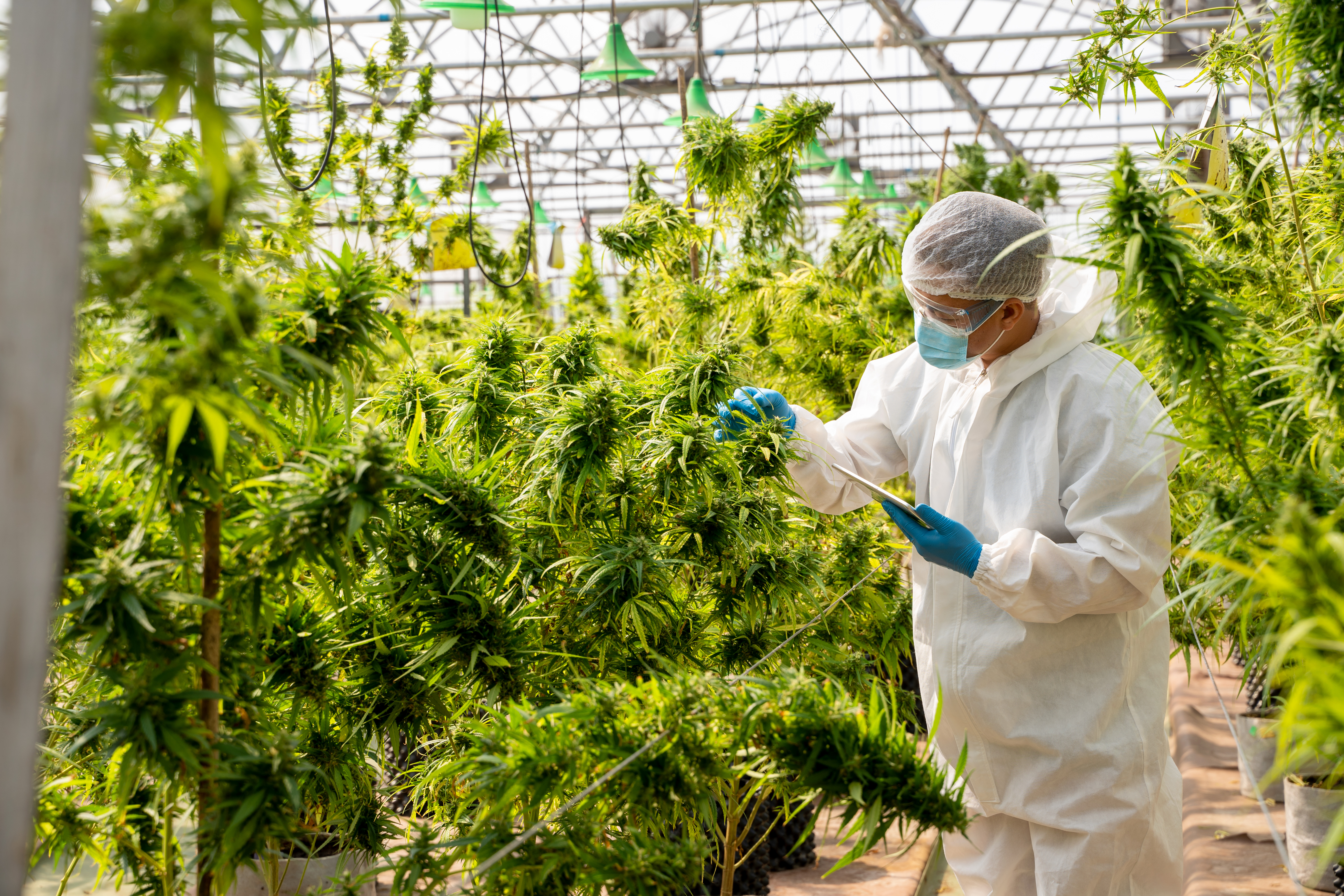La ciencia se encuentra investigando la posibilidad de utilizar el cannabis medicinal para otras patologías (Getty)
