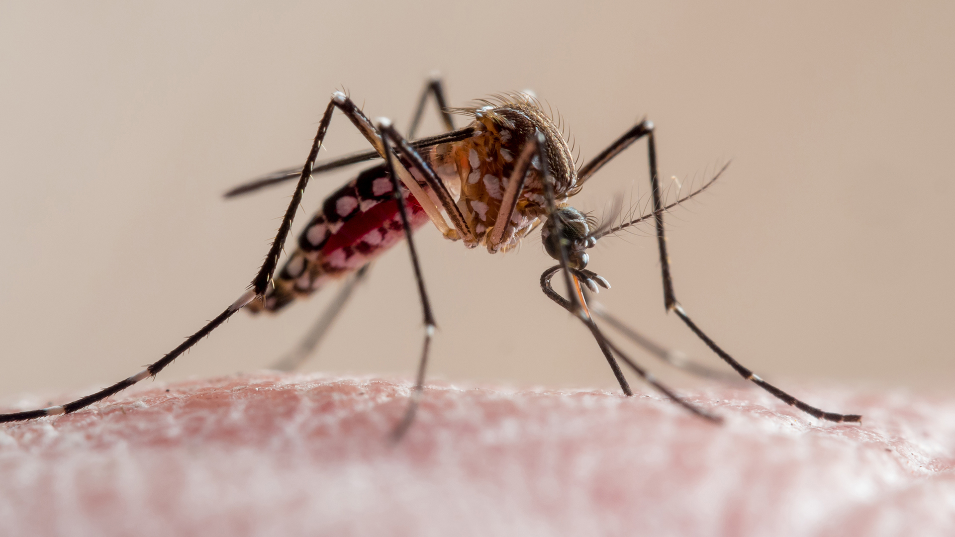 La conexión entre el jabón y el atractivo de los mosquitos solo al evaluar a 4  voluntarios. Se considera que los resultados son una prueba de concepto
(Crédito: Getty)