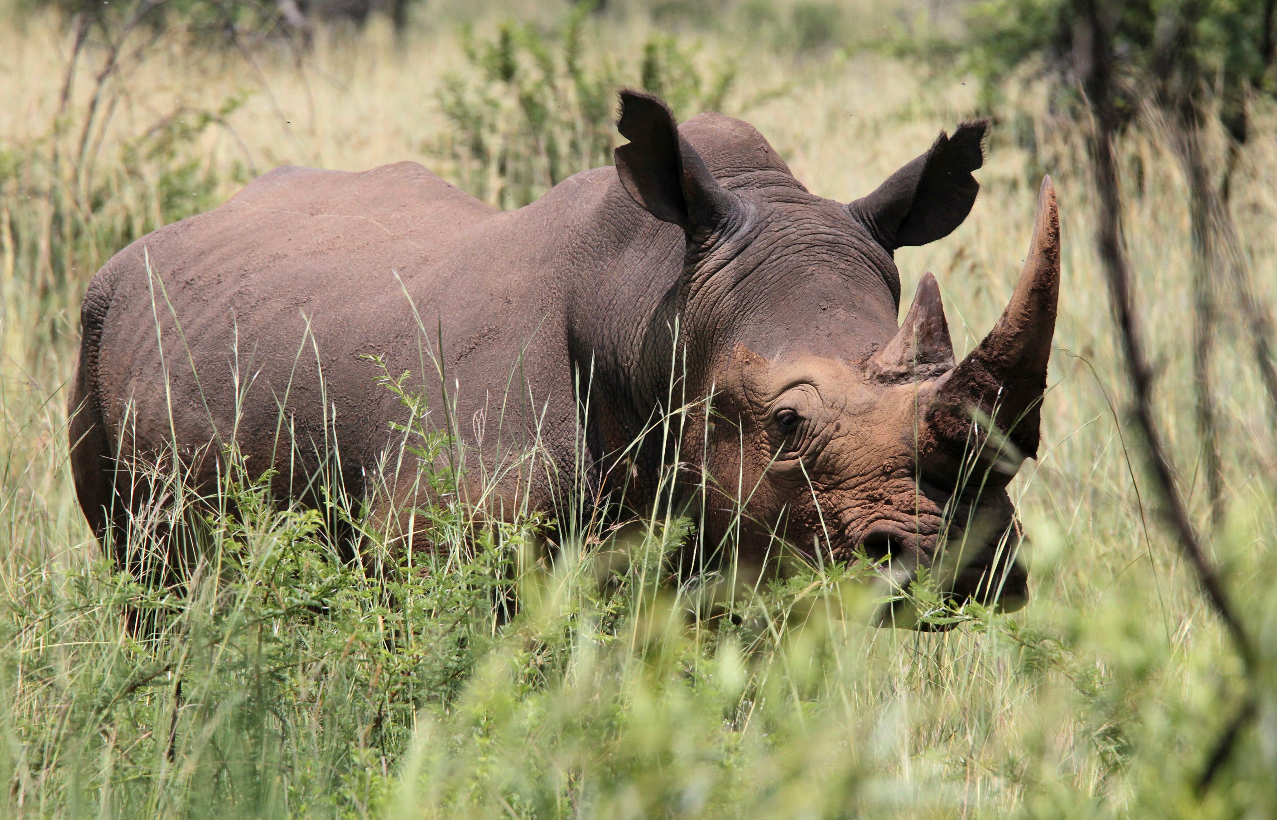 Imagen de archivo de un rinoceronte blanco en el Parque Nacional de Pilanesberg, en Sudáfrica. EFE/Jon Hrusa
