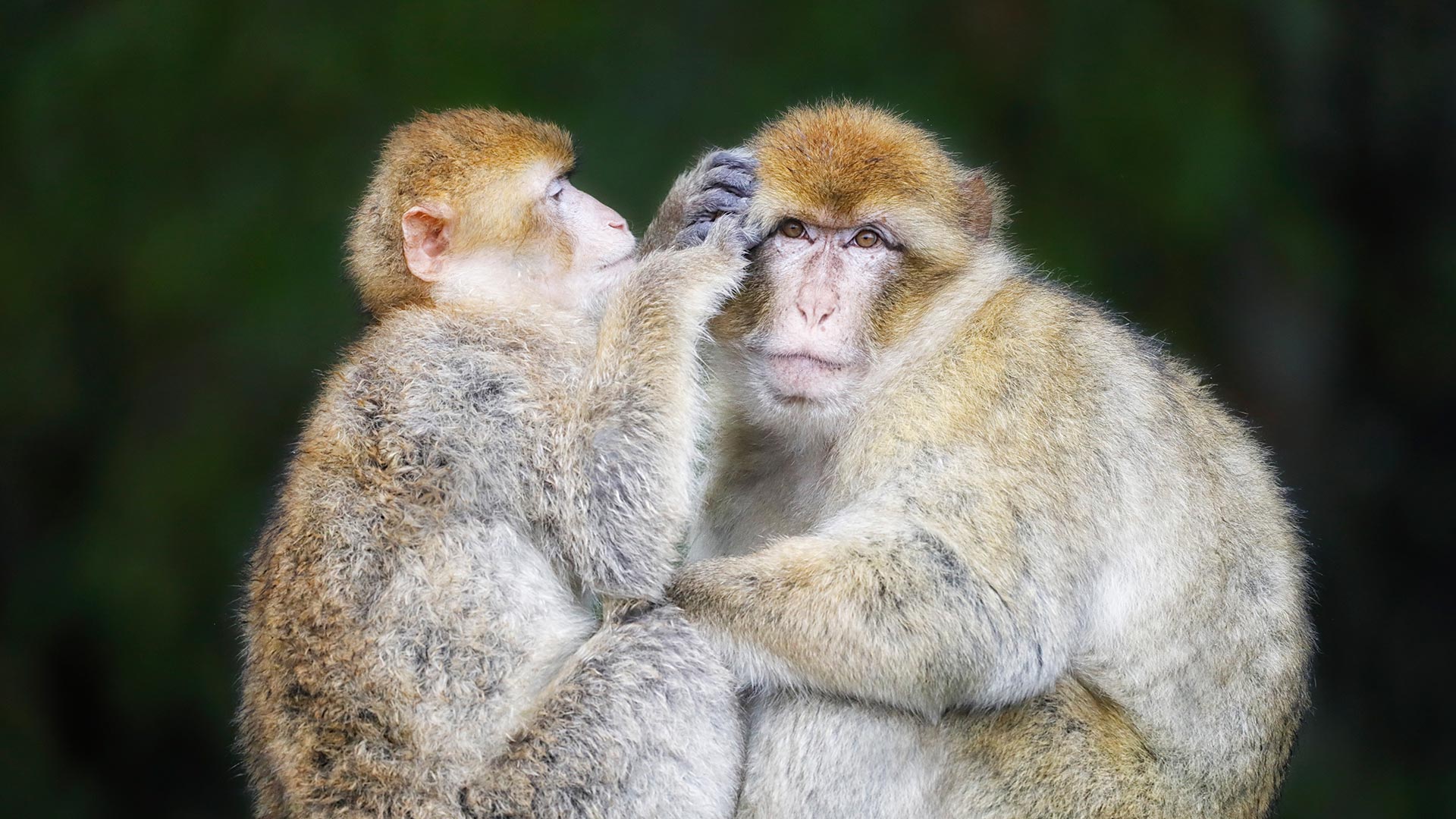 El macaco japonés habita los climas más fríos y las zonas más septentrionales del planeta  (Gettyimages)