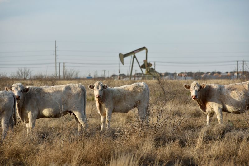 Vacas pastando junto a campo petrolero en Midland, Texas, EEUU. REUTERS/Nick Oxford