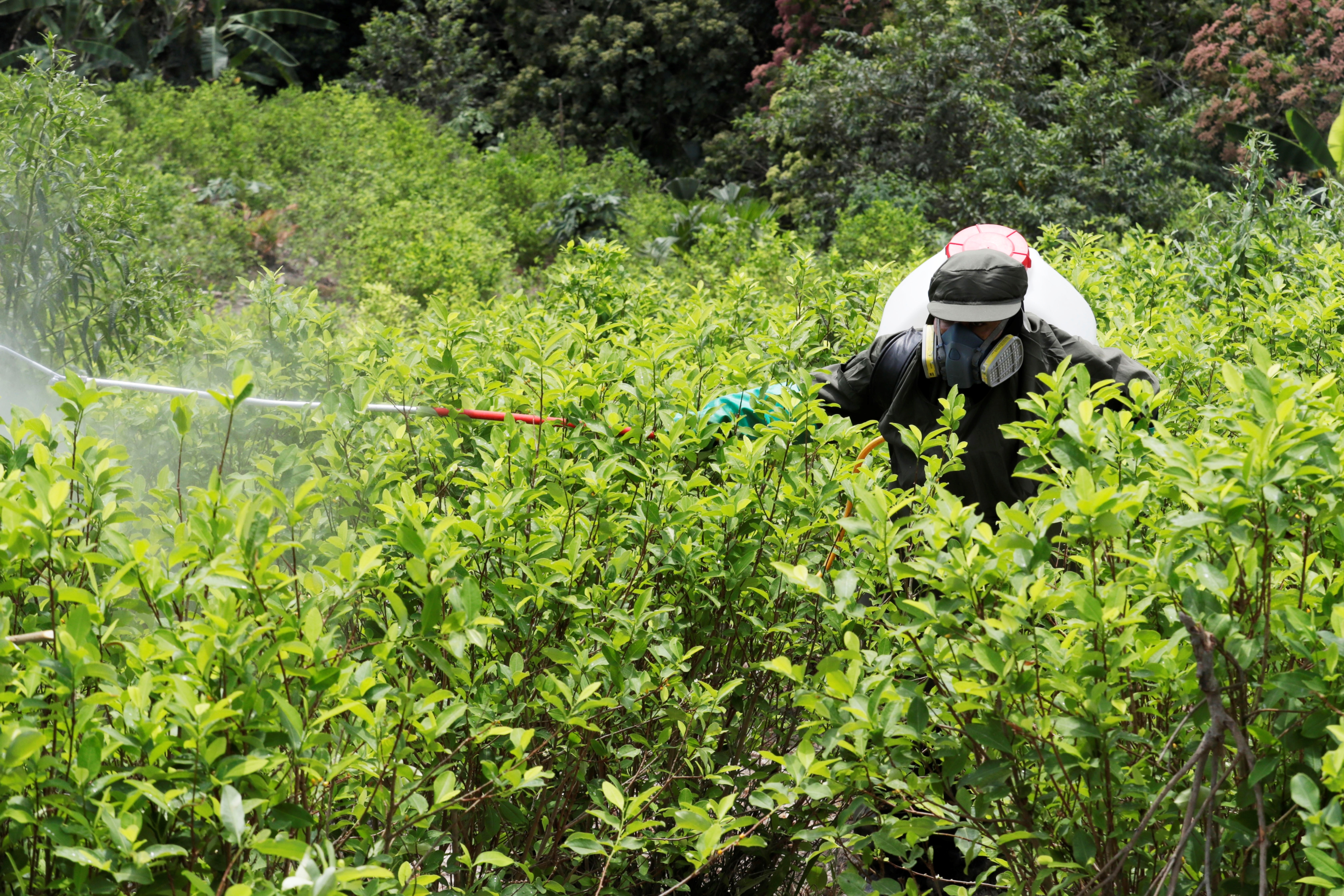 Miembros de la Policía de Colombia fumigan un cultivo de coca durante una jornada de erradicación de cultivos ilícitos en zona rural de San Pablo, sur del departamento de Bolívar (Colombia), este 30 de diciembre de 2021. EFE/ Carlos Ortega
