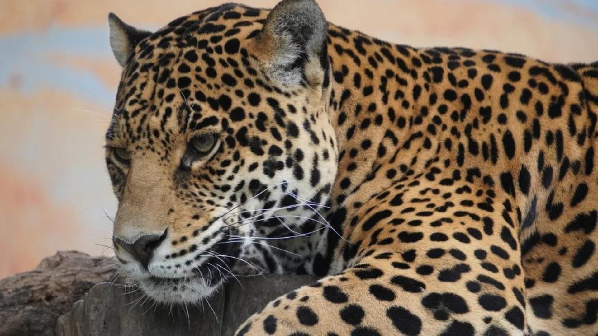 Qué diferencia hay entre el jaguar, leopardo y guepardo