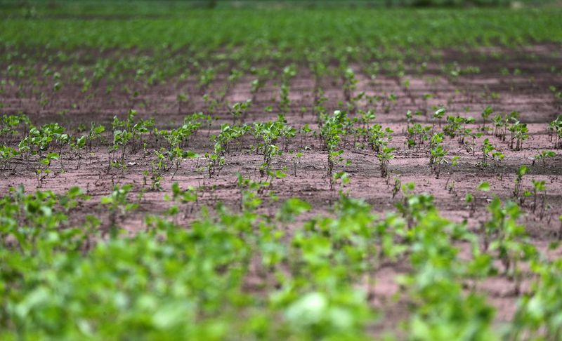 Un campo de soja bonaerense: crecerá y será millones
REUTERS/Marcos Brindicci