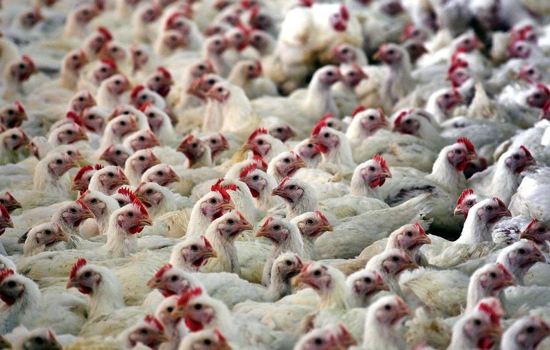 FOTO DE ARCHIVO: Una granja avícola en la ciudad de Burgos, en el centro de España, 8 de noviembre de 2005. REUTERS/Felix Ordóñez
