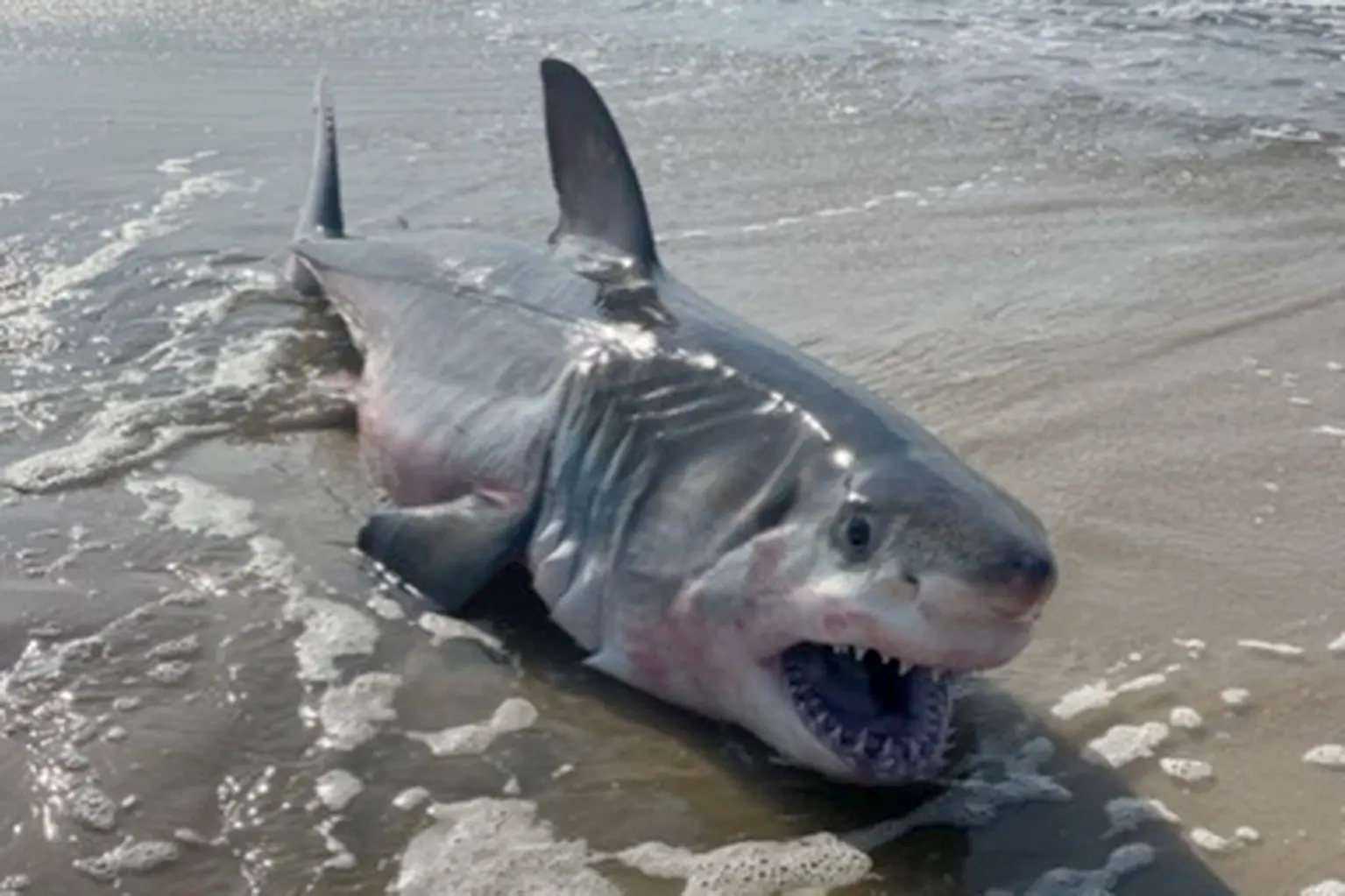 Tra le varie scene e gli attacchi di squali che sono stati registrati nell'area nelle ultime settimane, un residente ha assistito all'orribile vista di un animale morto in riva al mare.