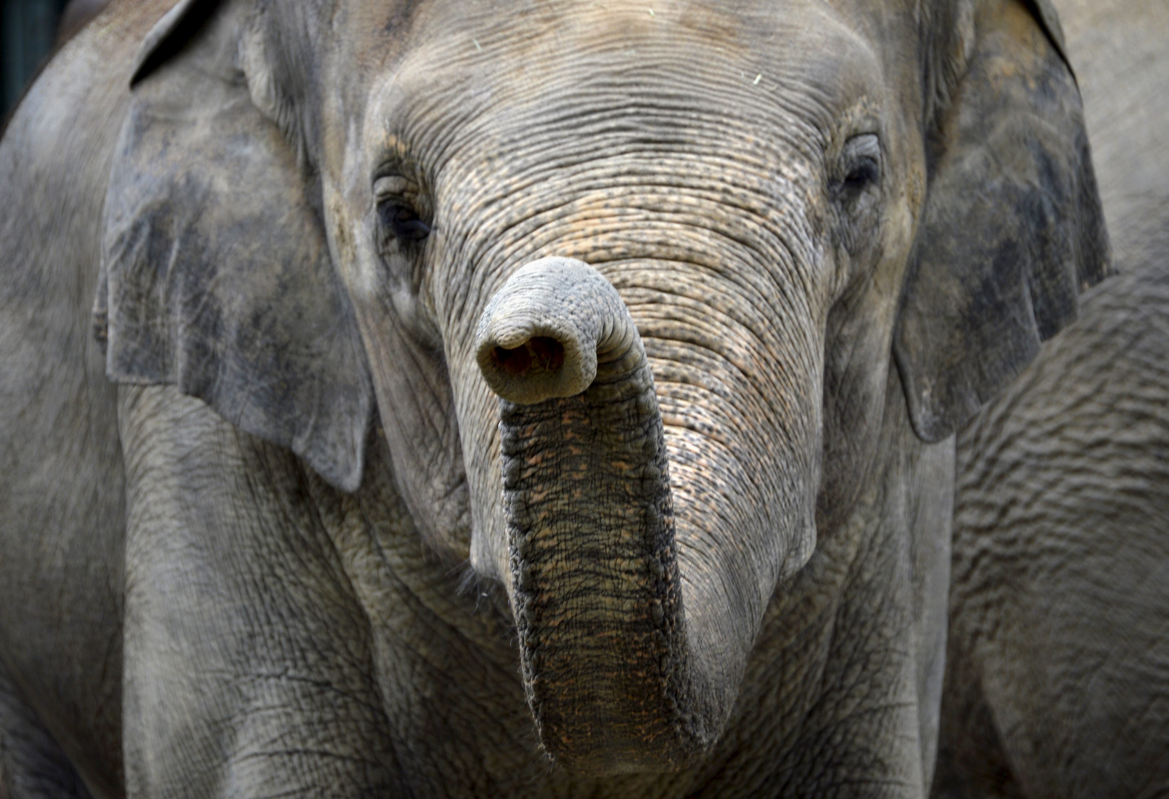 Crean el primer “traductor” para elefantes