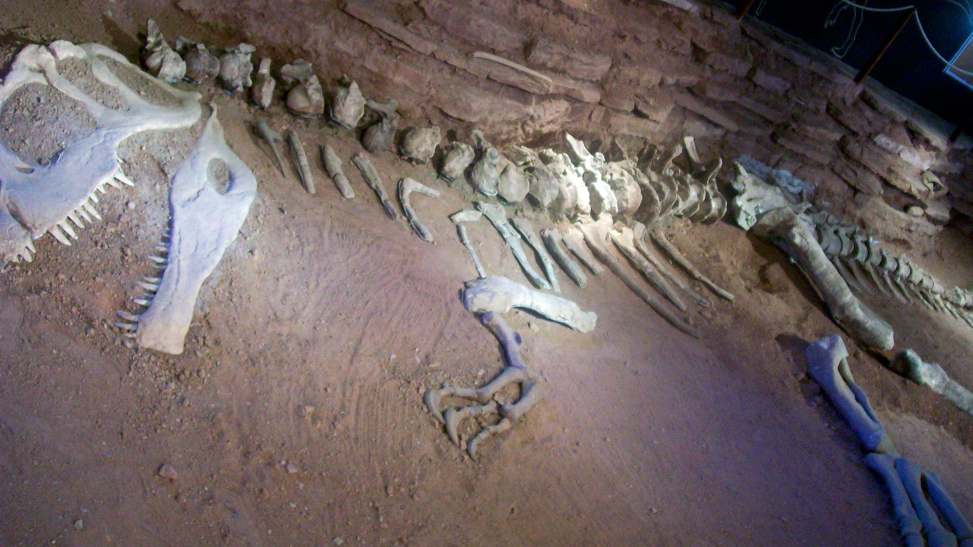 Restos de Giganotosaurus Carolinii en el Museo Paleontológico Ernesto Bachmann, de Villa El Chocón