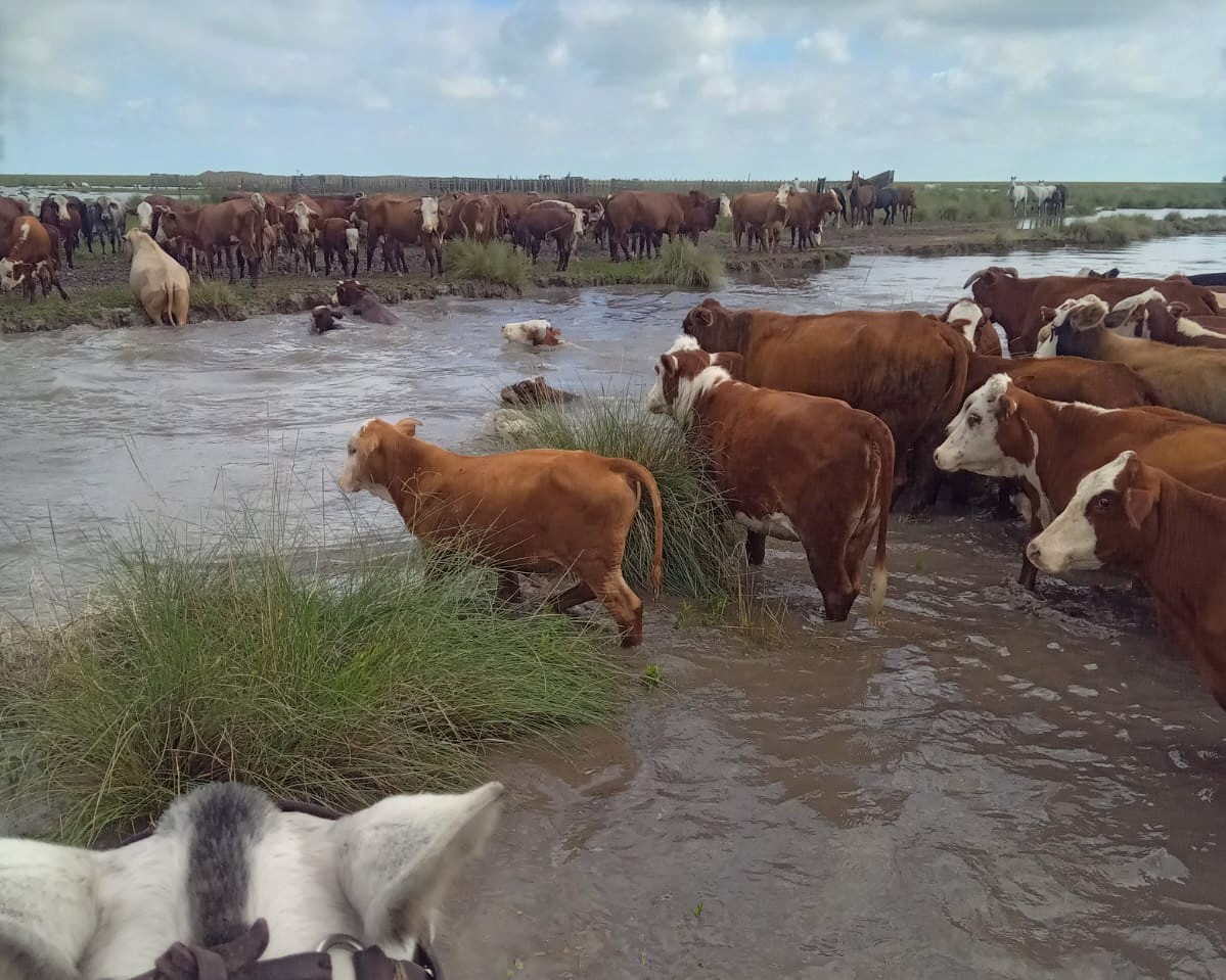 Los impactantes videos de las inundaciones en el norte de Santa Fe y los operativos para rescatar a las vacas