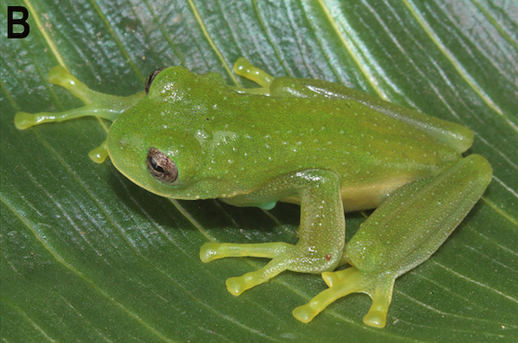 La Centrolene ericsmithi fue bautizada en honor al estadounidense Eric N. Smith (Juan Carlos Sánchez-Nivicela)