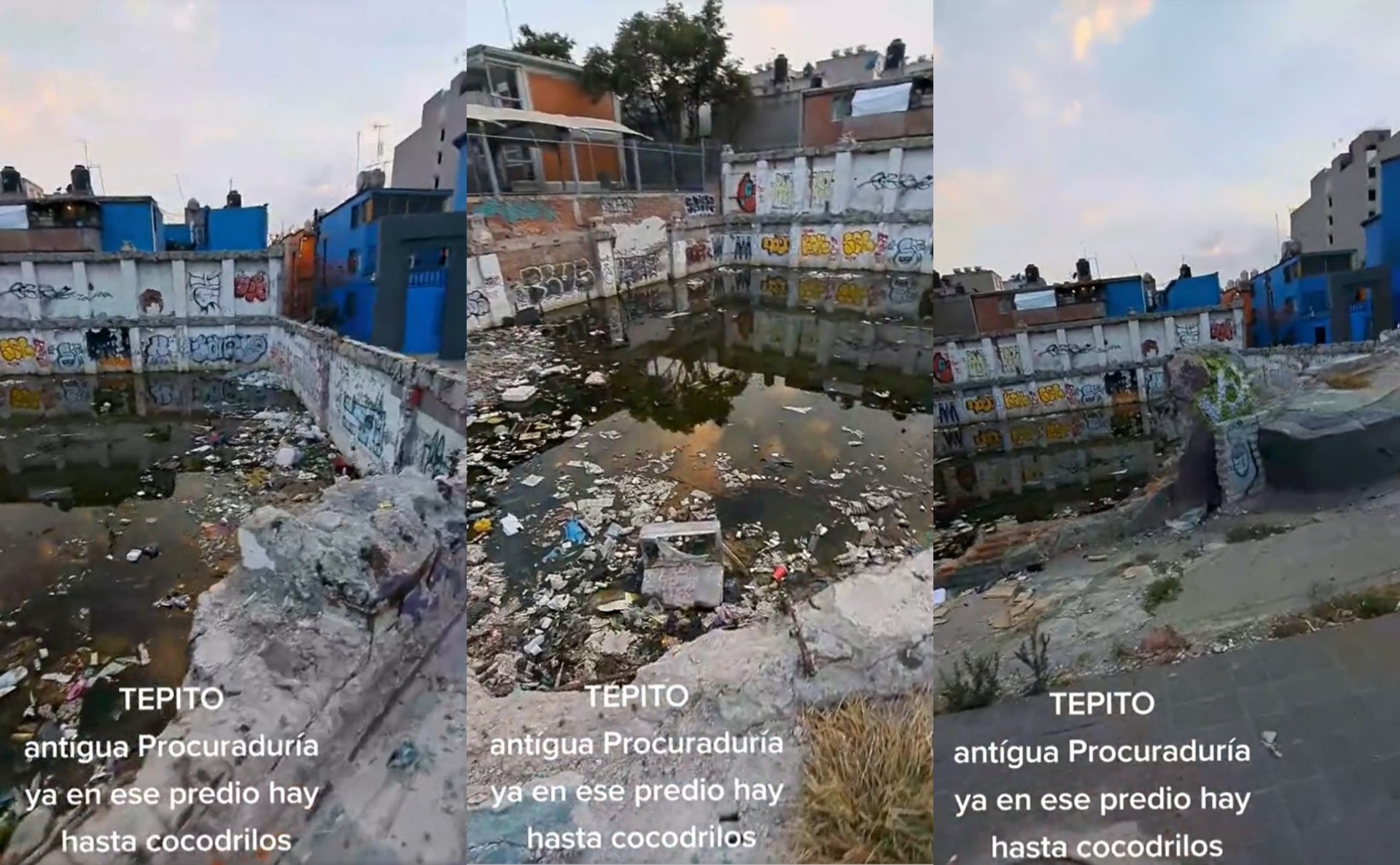 Tepito: qué hay detrás de los reportes sobre presencia de cocodrilos en el Barrio Bravo