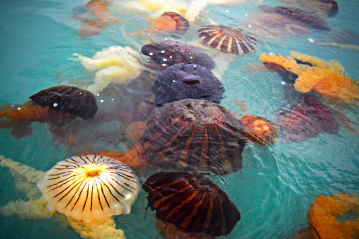 Las proliferaciones de especies nativas de medusas, han sido documentadas desde hace más de 25 años.