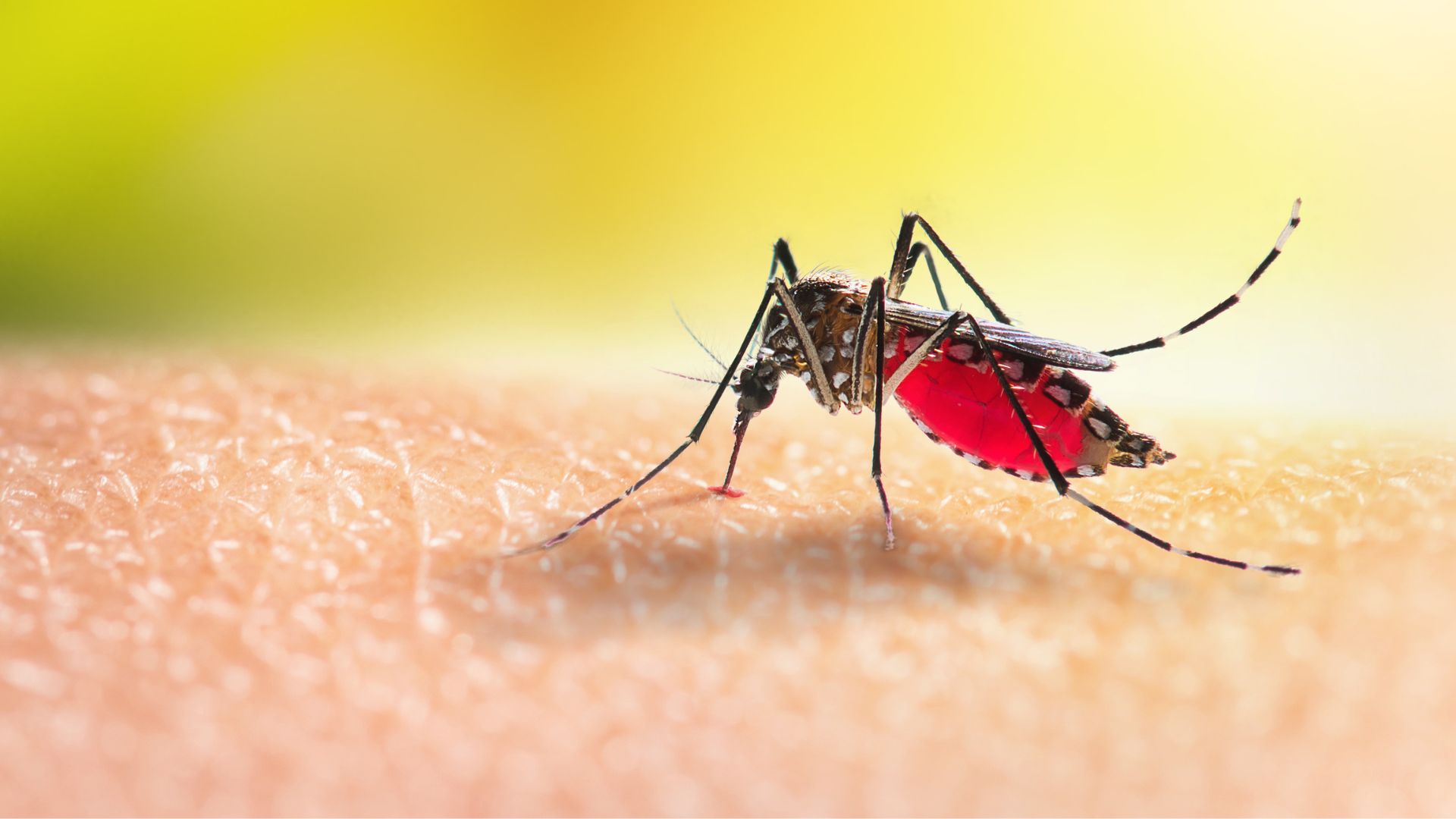 Contagios por Dengue se incrementan en el Perú luego de lluvias que azotaron la costa norte del país