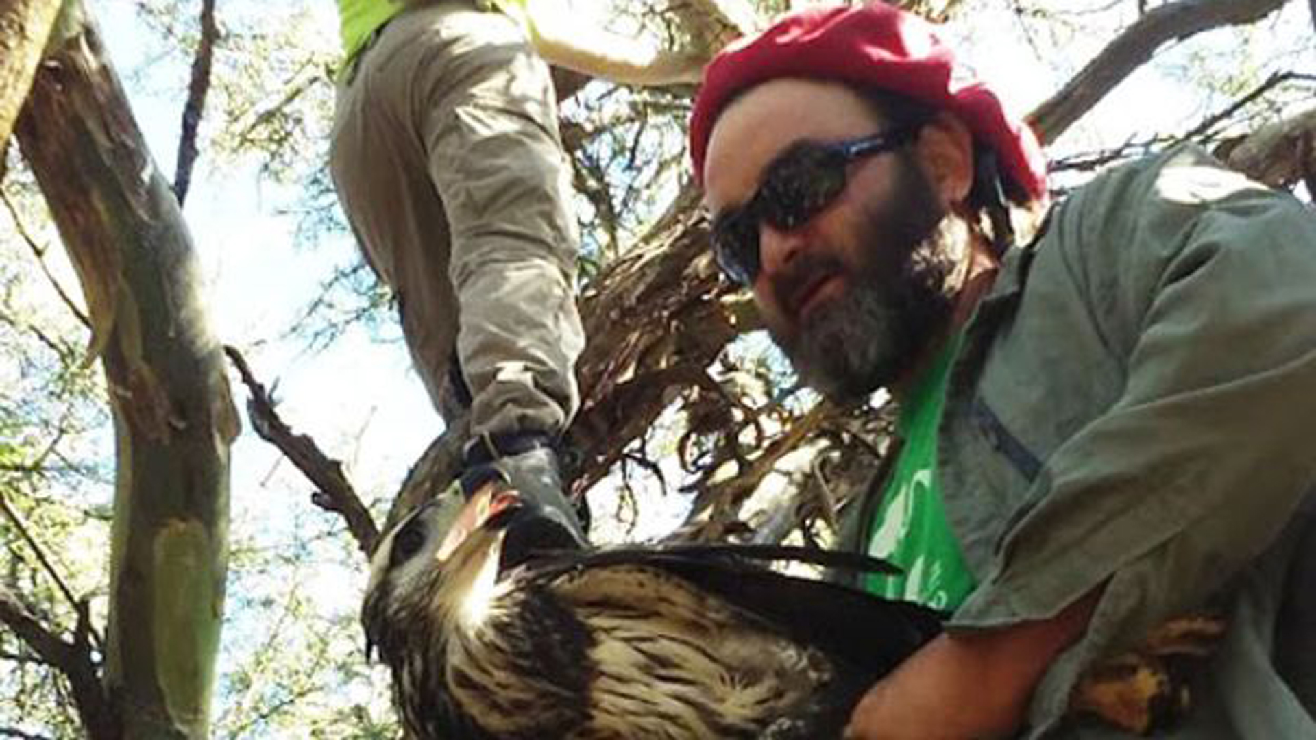 José Sarasola estudia las águilas coronadas de la región centro y norte del país desde hace más de dos décadas