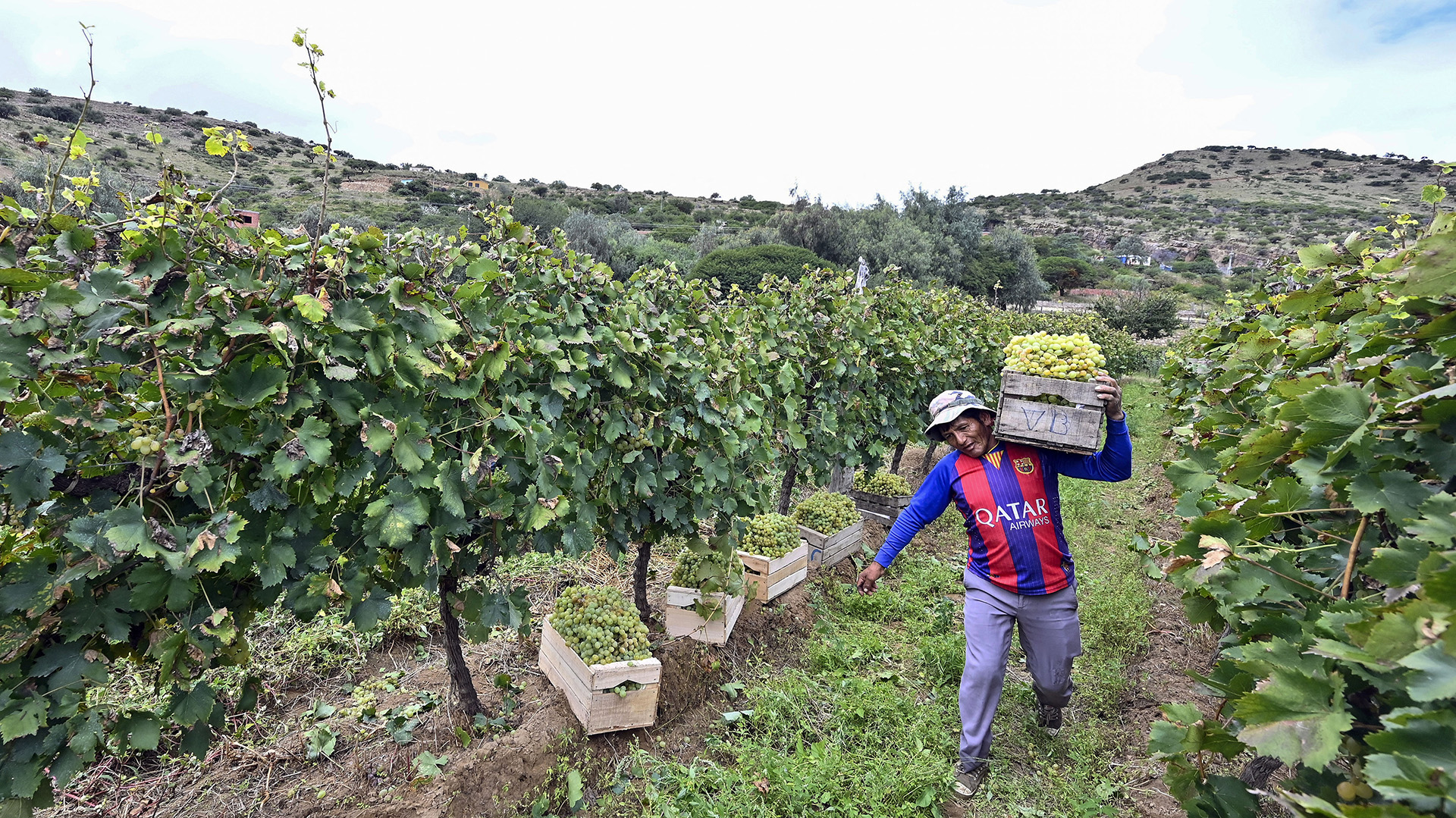 Uno de los viñedos cercanos a Tarija (Photo by AIZAR RALDES / AFP)
