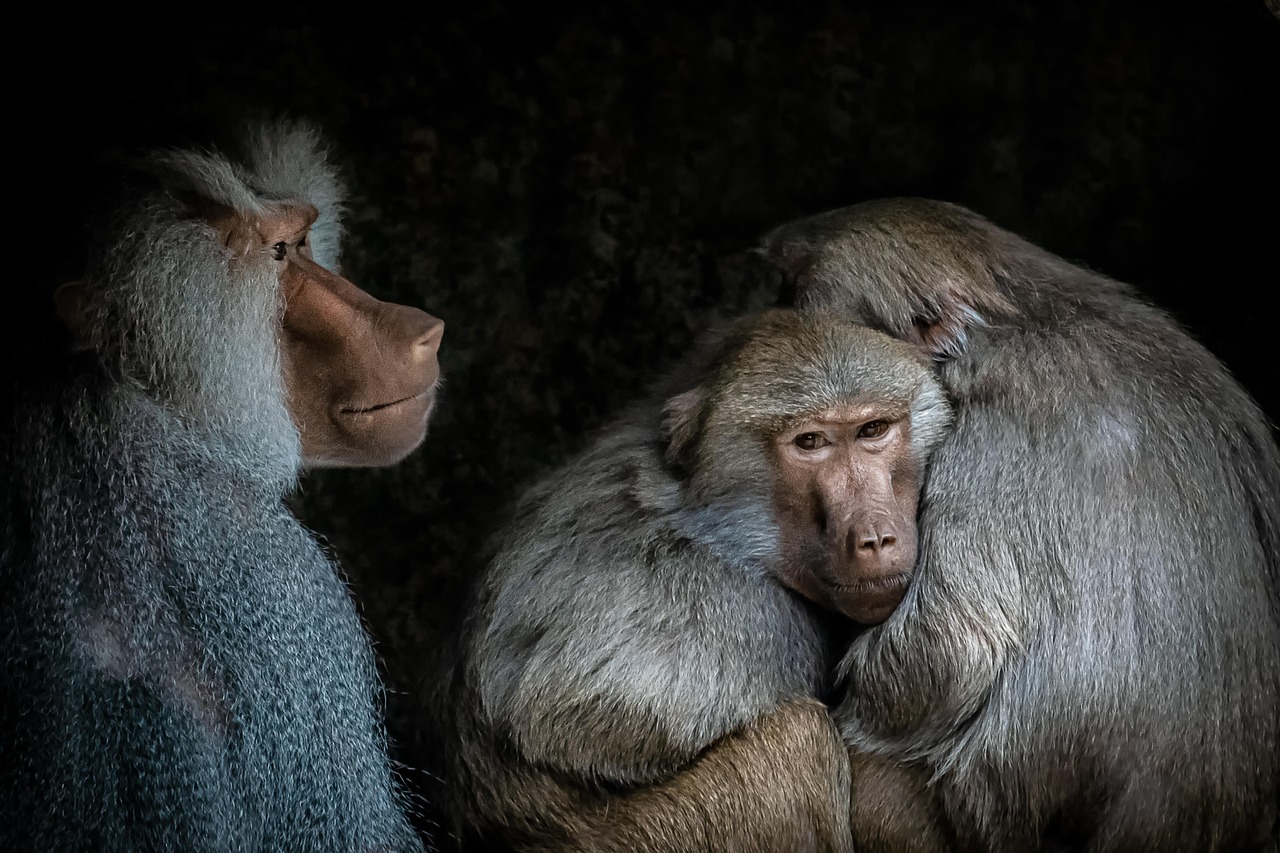 Los lazos sociales fuertes en los babuinos los  ayudaron a salvar estos traumas (Pixabay)