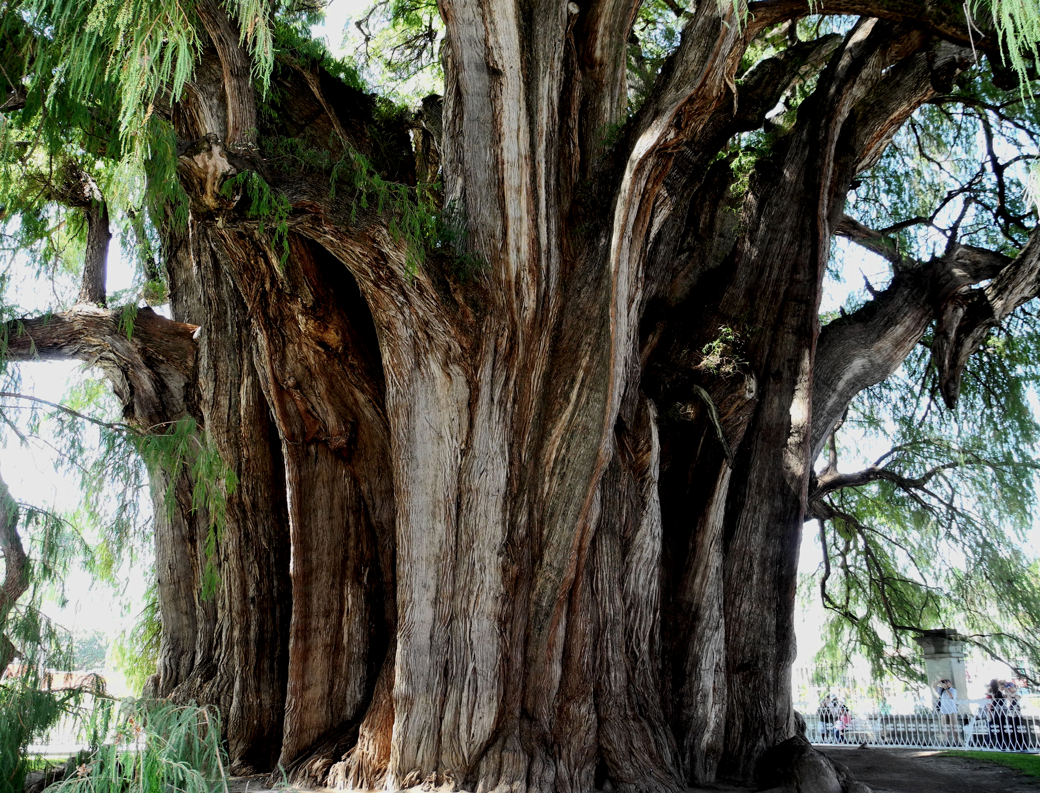 Al Taxodium mucronatum se le conoce comúnmente como ahuehuete y se caracteriza por tener troncos grandes y gruesos con hojas pequeñas.
Foto: Wikipedia