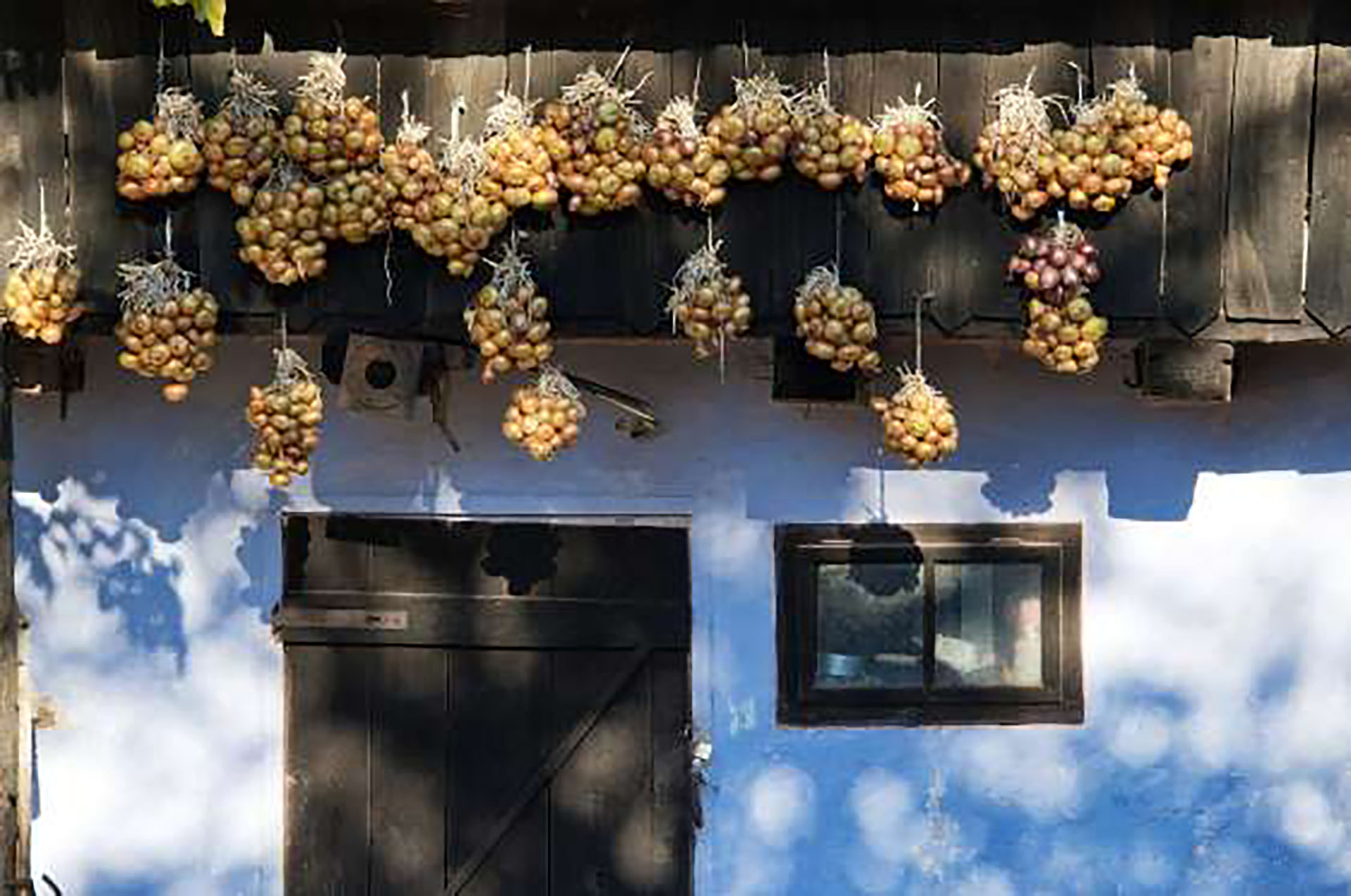 Esta tradición griega se llama Kremmida y las familias la realizan para celebrar el año nuevo ya que las cebollas simbolizan renacimiento