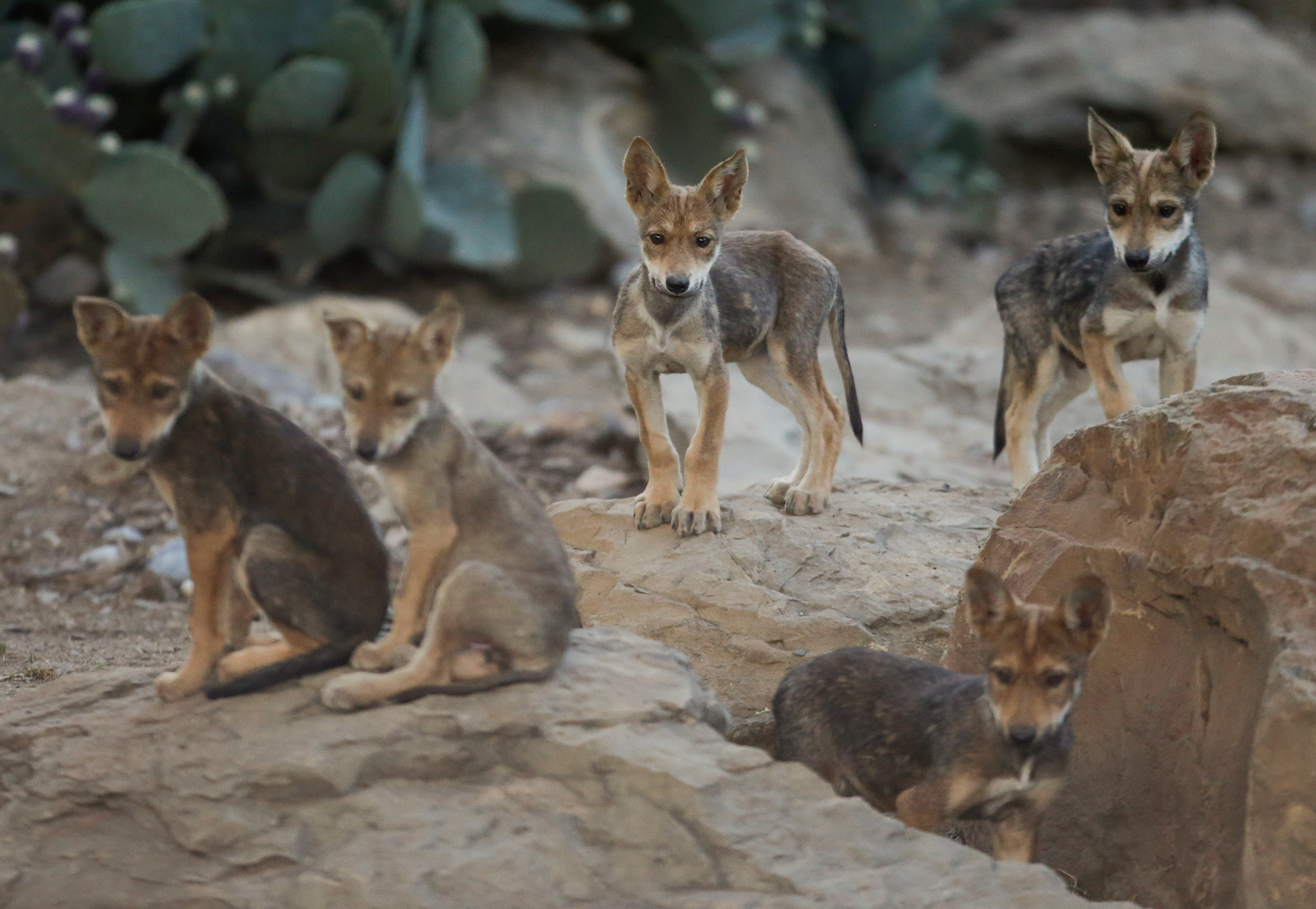 En México existen más de 30 ejemplares en vida silvestre provenientes del programa de recuperación, mientras que en Estados Unidos se reportan más de 100 ejemplares en vida silvestre. 2 de julio, 2020. (Foto: REUTERS/Daniel Becerril)
