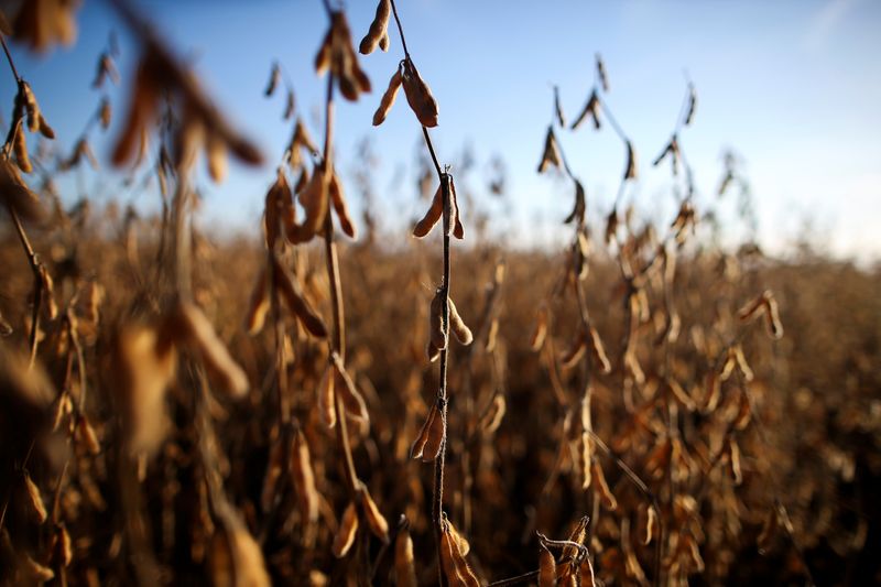 Sube el precio de la soja en el mercado de Chicago (Reuters)