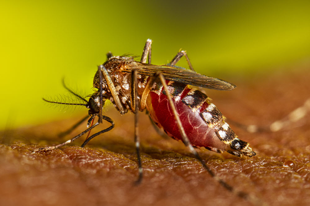 Aedes aegyptii mosquito biting a person.

CREDIT
CDC